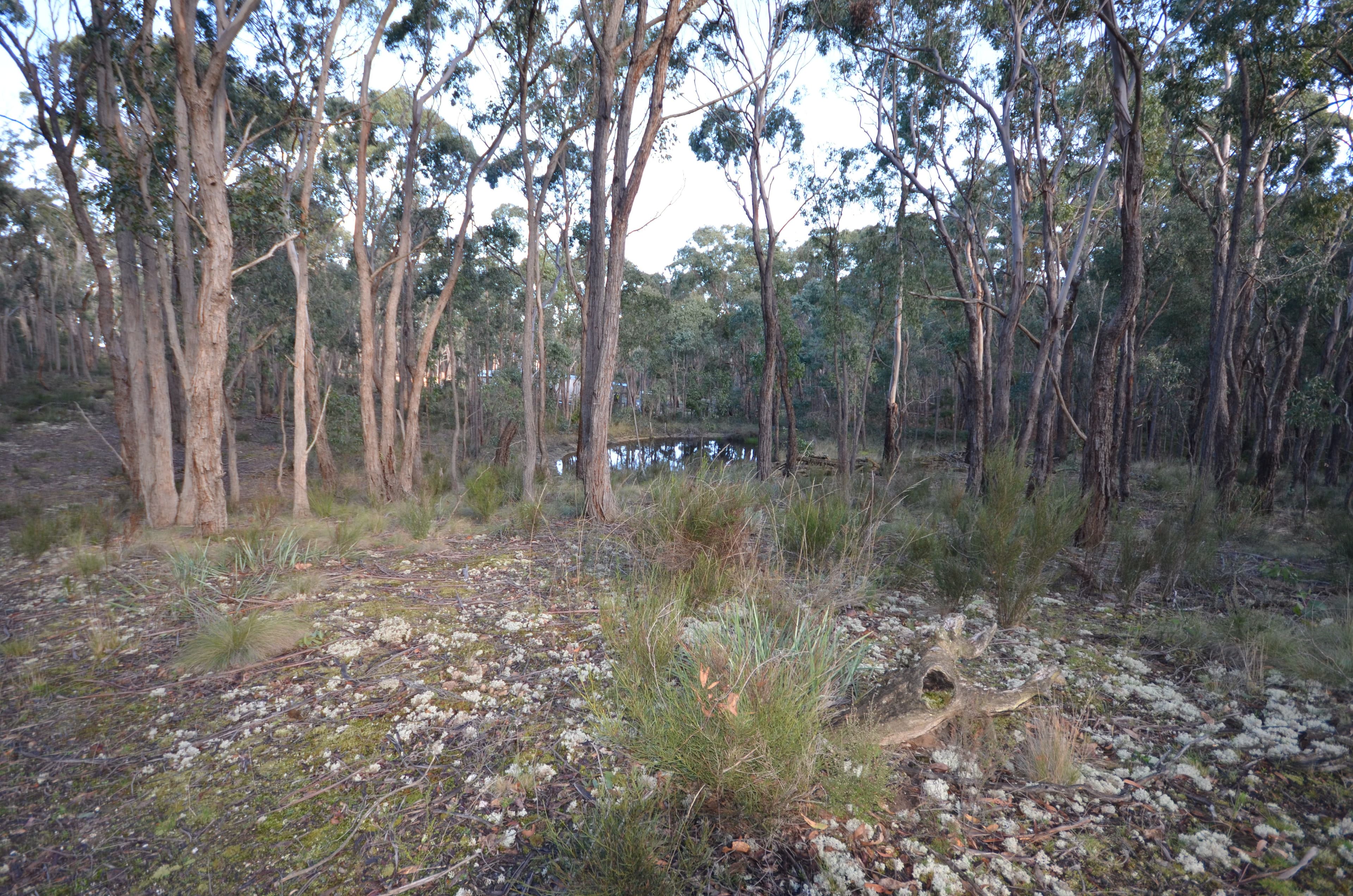 Lot 11 Woodland Drive, Scarsdale VIC 3351, Scarsdale - Thumbnail 5
