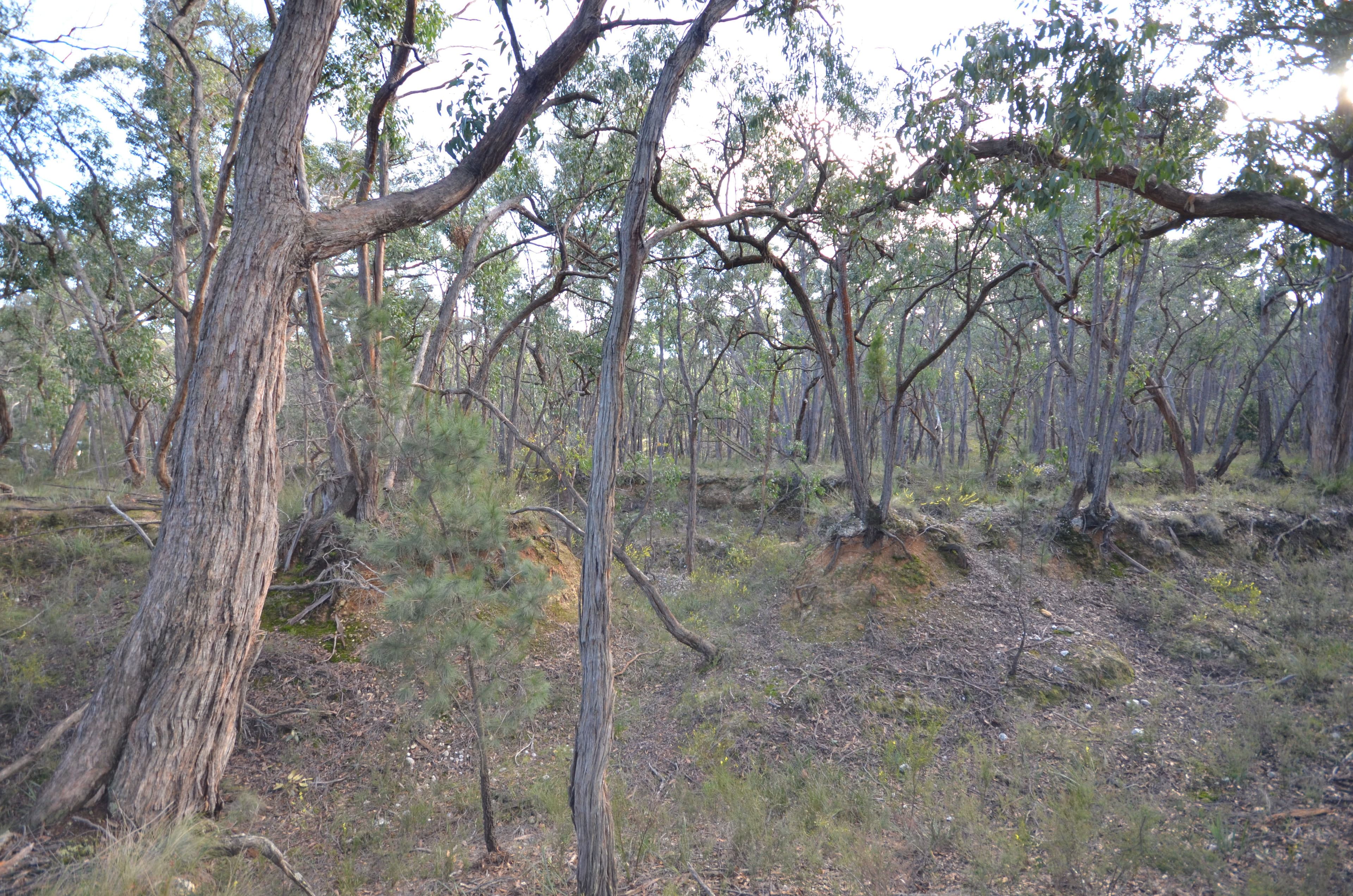 Lot 11 Woodland Drive, Scarsdale VIC 3351, Scarsdale - Thumbnail 6