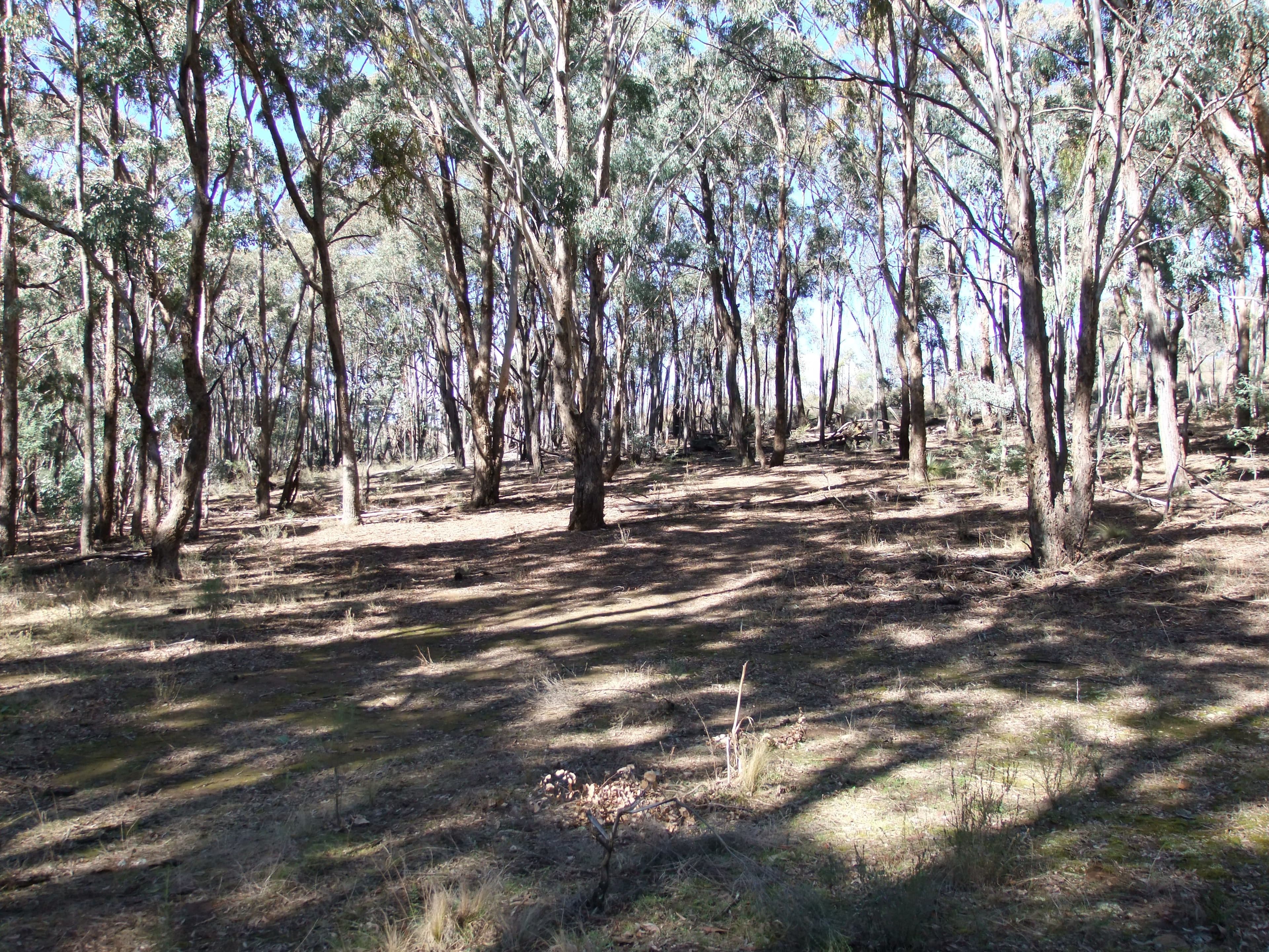 NEVILLE NSW 2799, Neville - Thumbnail 5