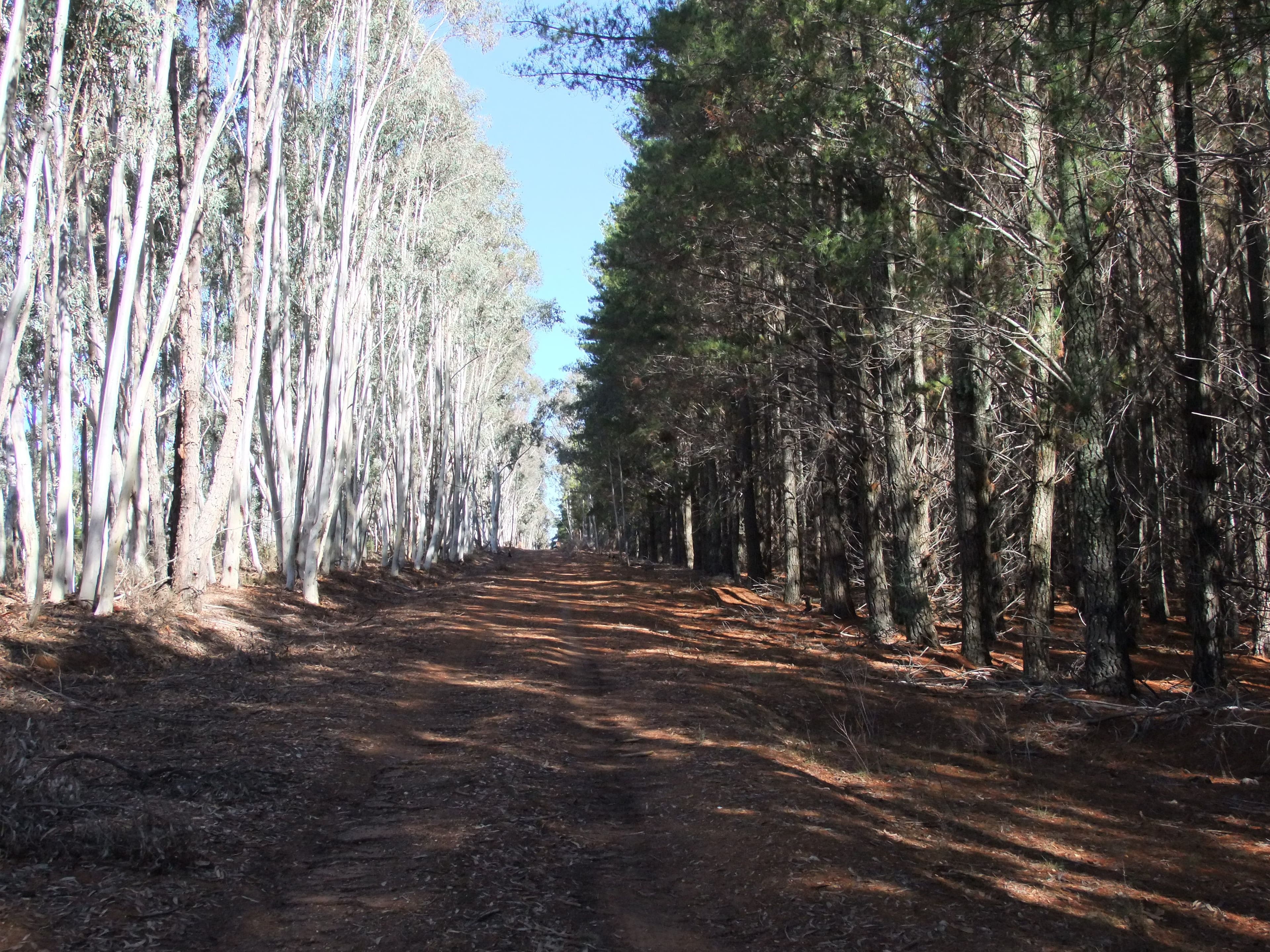 NEVILLE NSW 2799, Neville - Thumbnail 4