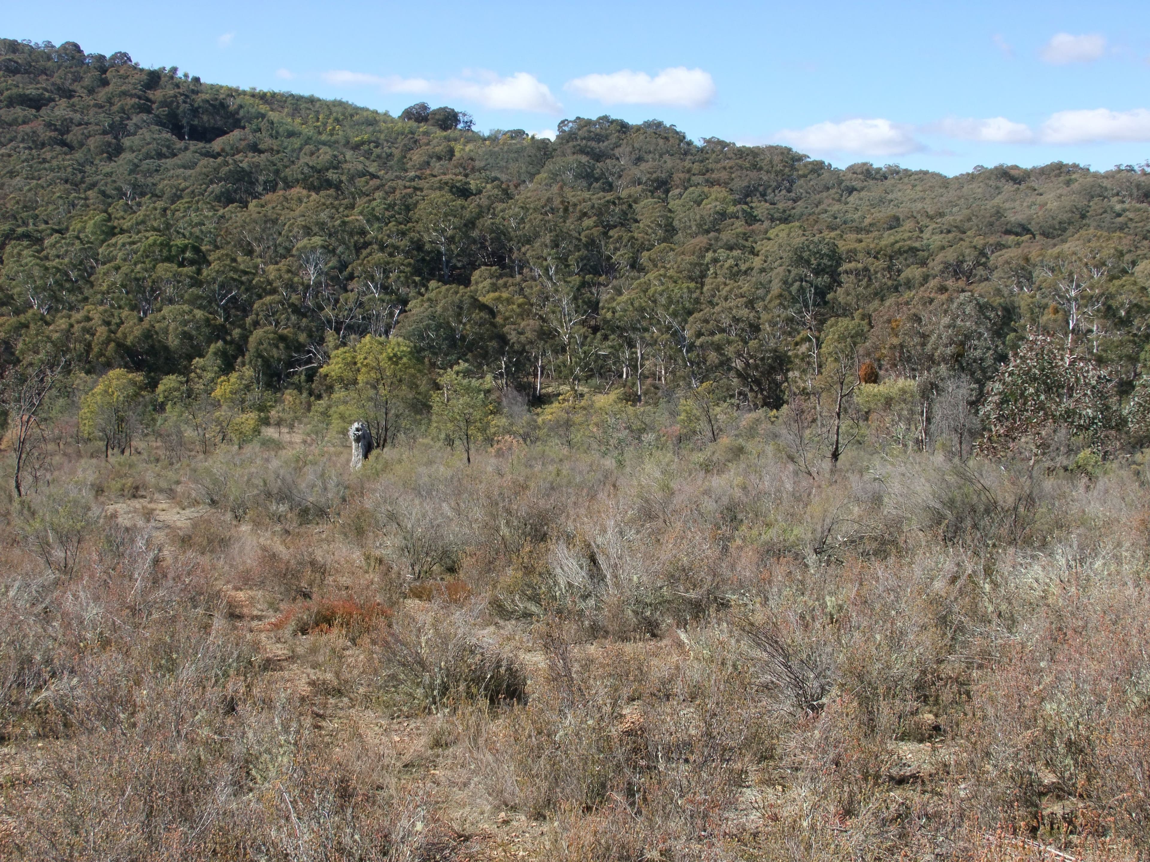 NEVILLE NSW 2799, Neville - Thumbnail 2
