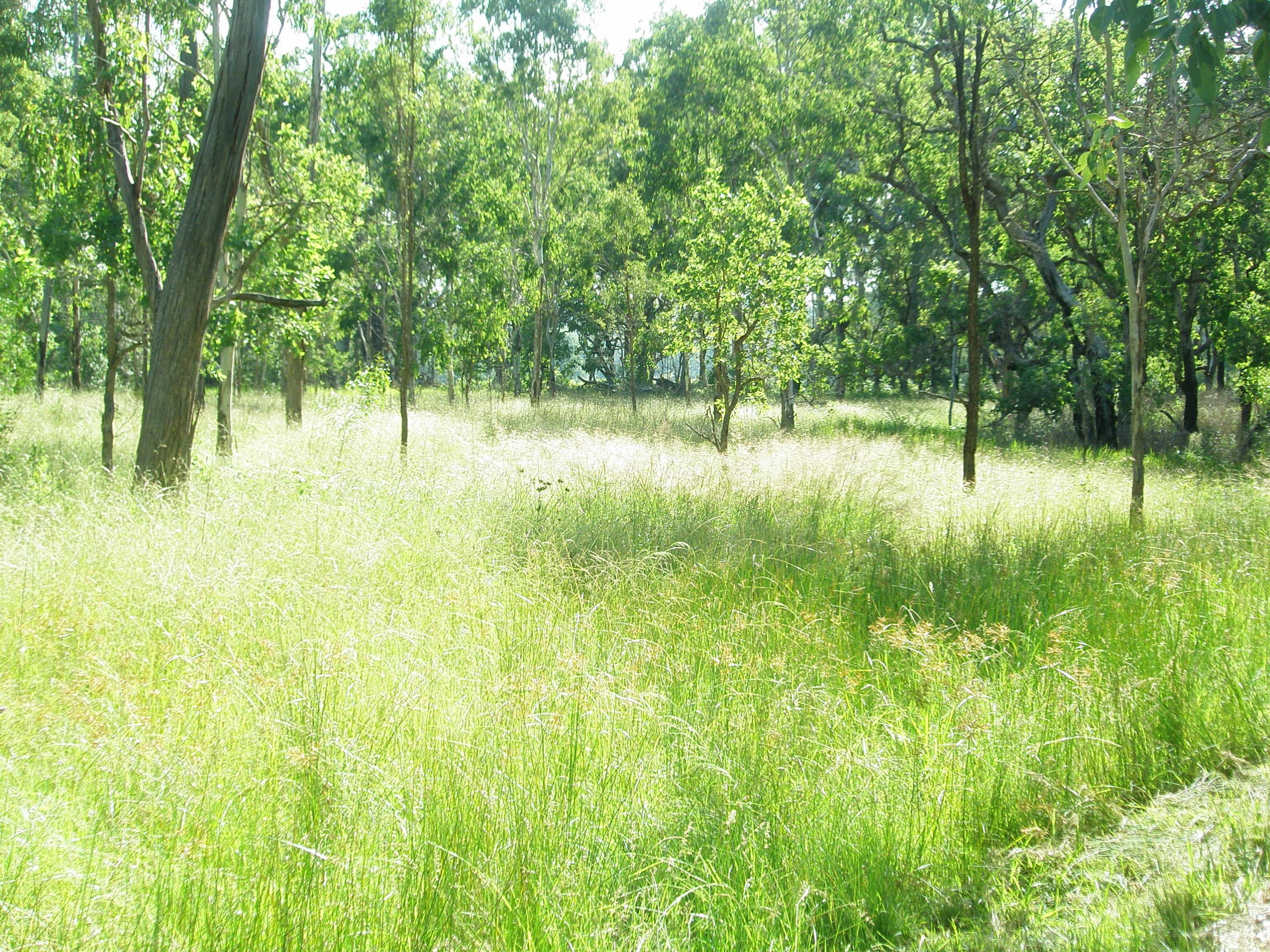 LOT 73 Maidenwell-Cooyar Road, Maidenwell QLD 4615, Maidenwell - Thumbnail 5
