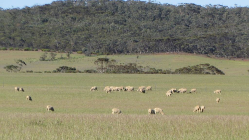 Lot  58 South Coast Highway, Ravensthorpe WA 6346, Ravensthorpe - Thumbnail 3