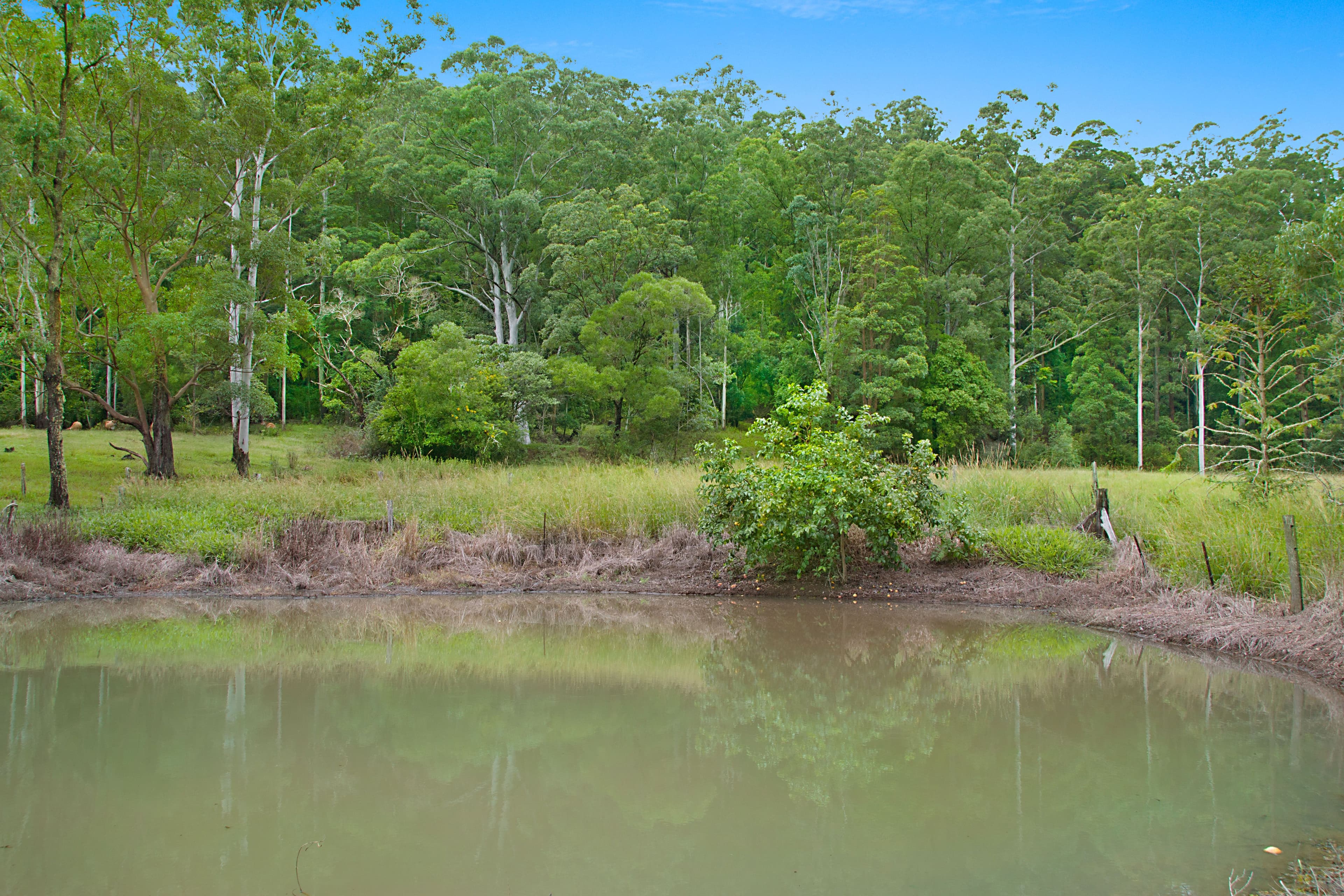 2943 Nerang-Murwillumbah Road, Natural Bridge QLD 4211, Natural Bridge - Thumbnail 3
