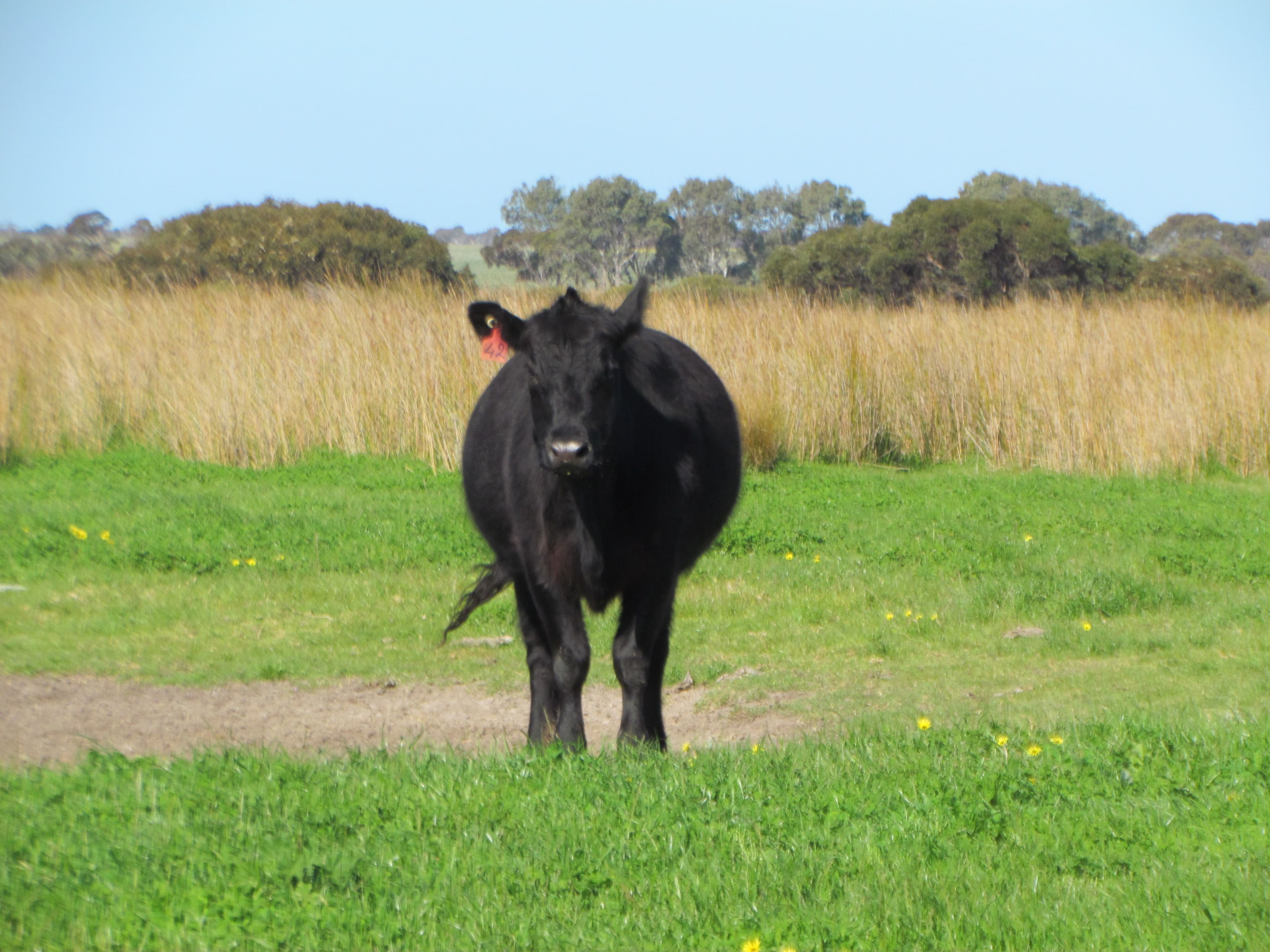 Jerdacuttup WA 6346, Jerdacuttup - Thumbnail 5