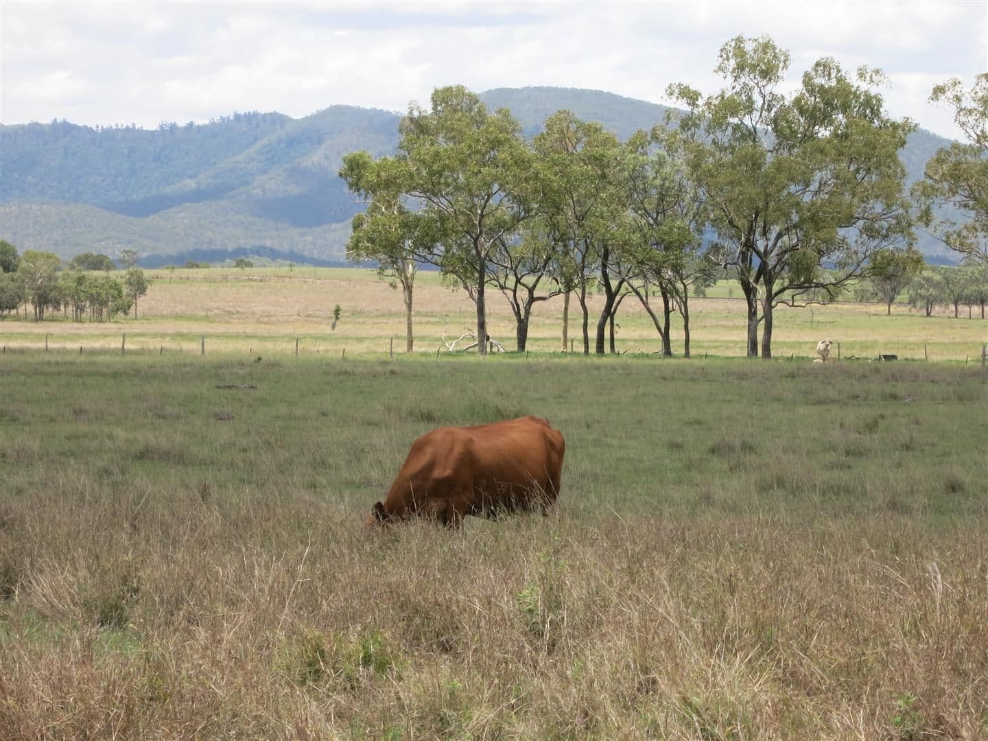 71450 "Ballendown" Bruce Highway, Marlborough QLD 4705, Marlborough - Image 1