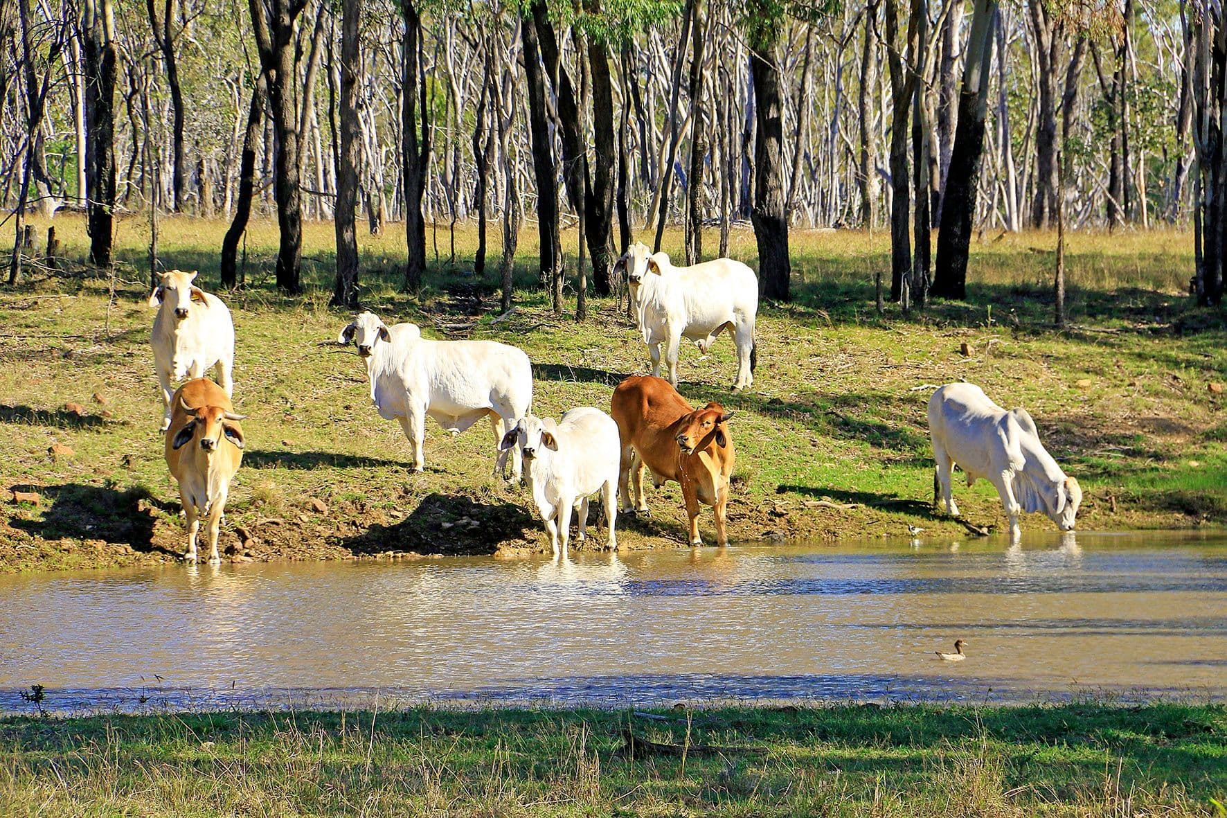 4271 'Huxham' Capricorn Highway, Westwood QLD 4702, Westwood - Thumbnail 2
