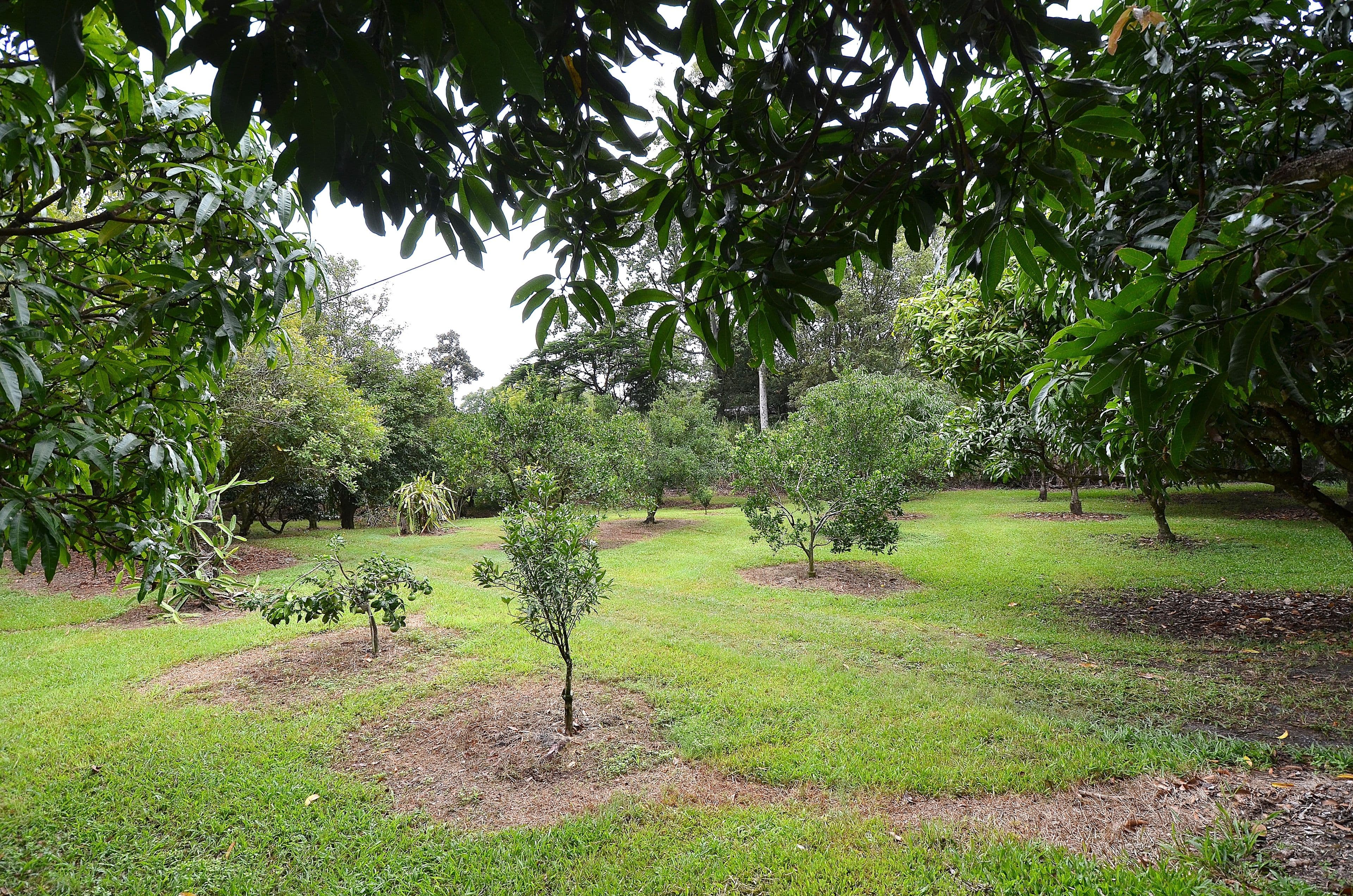 69 Estelle Road, Currumbin Valley QLD 4223, Currumbin Valley - Thumbnail 2