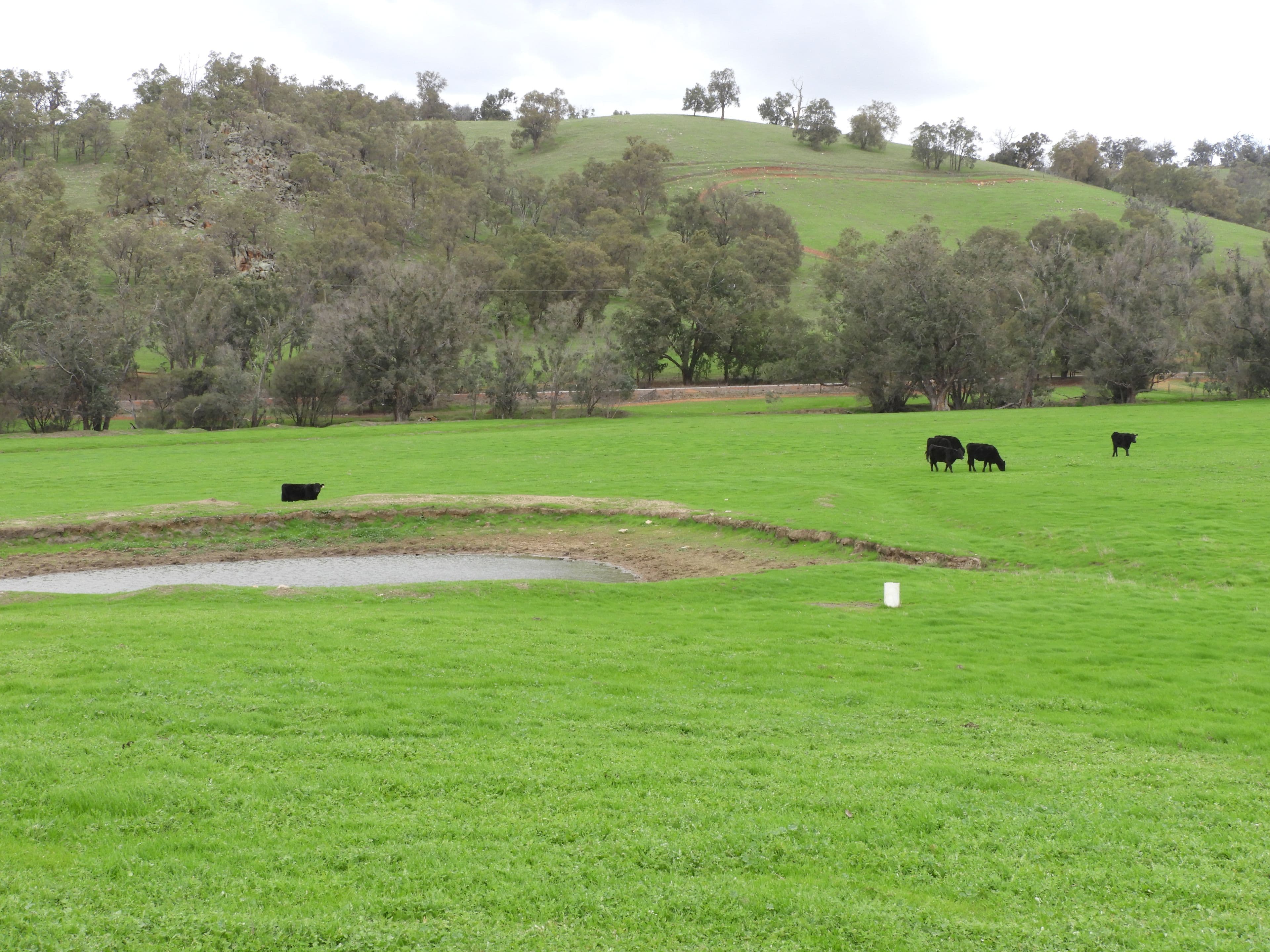 Lots 1280, 779,595,584,559,775, Lower Chittering Road, Chittering WA 6084, Chittering - Thumbnail 4