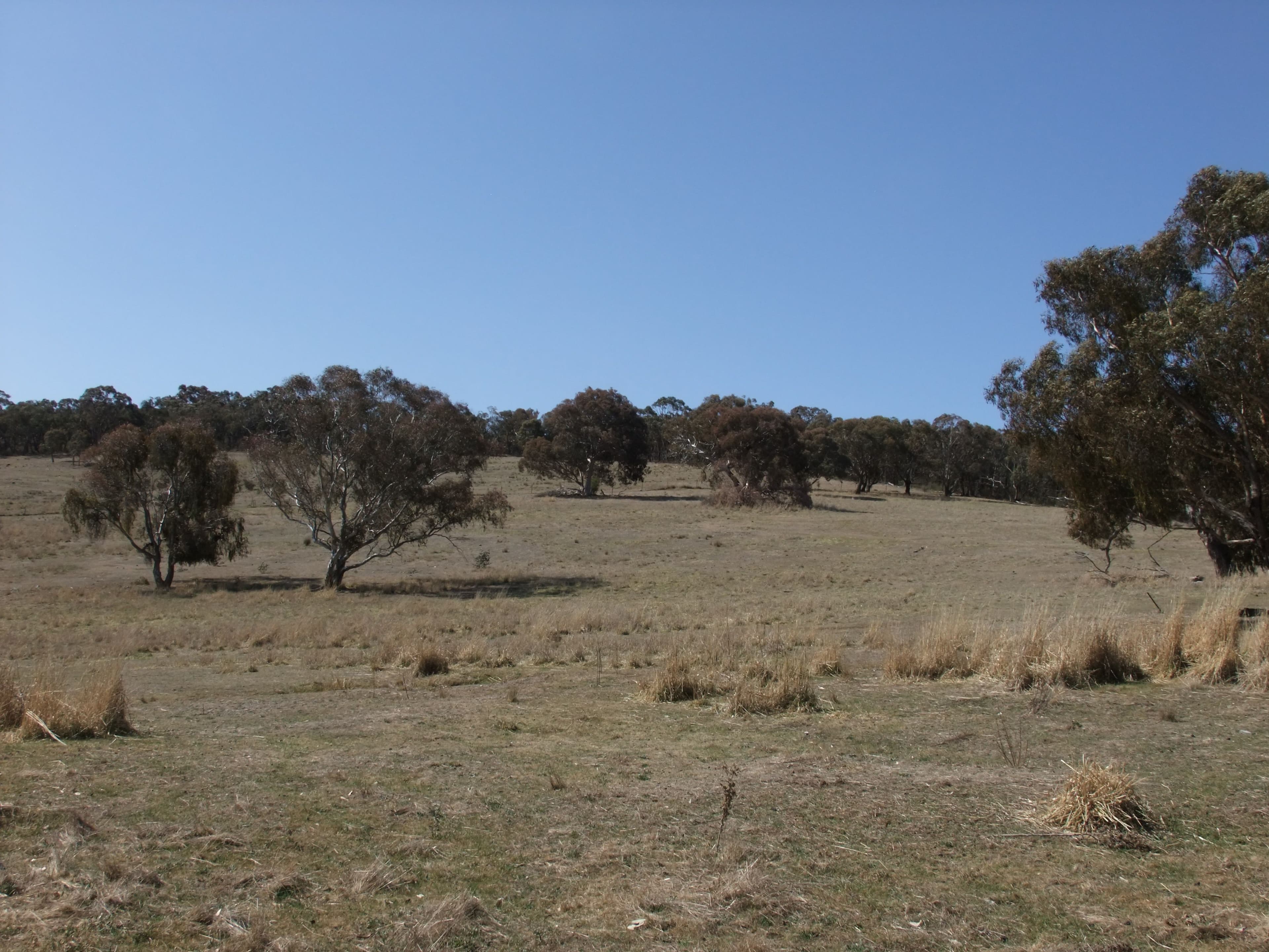 Walang NSW 2795, Walang - Image 1