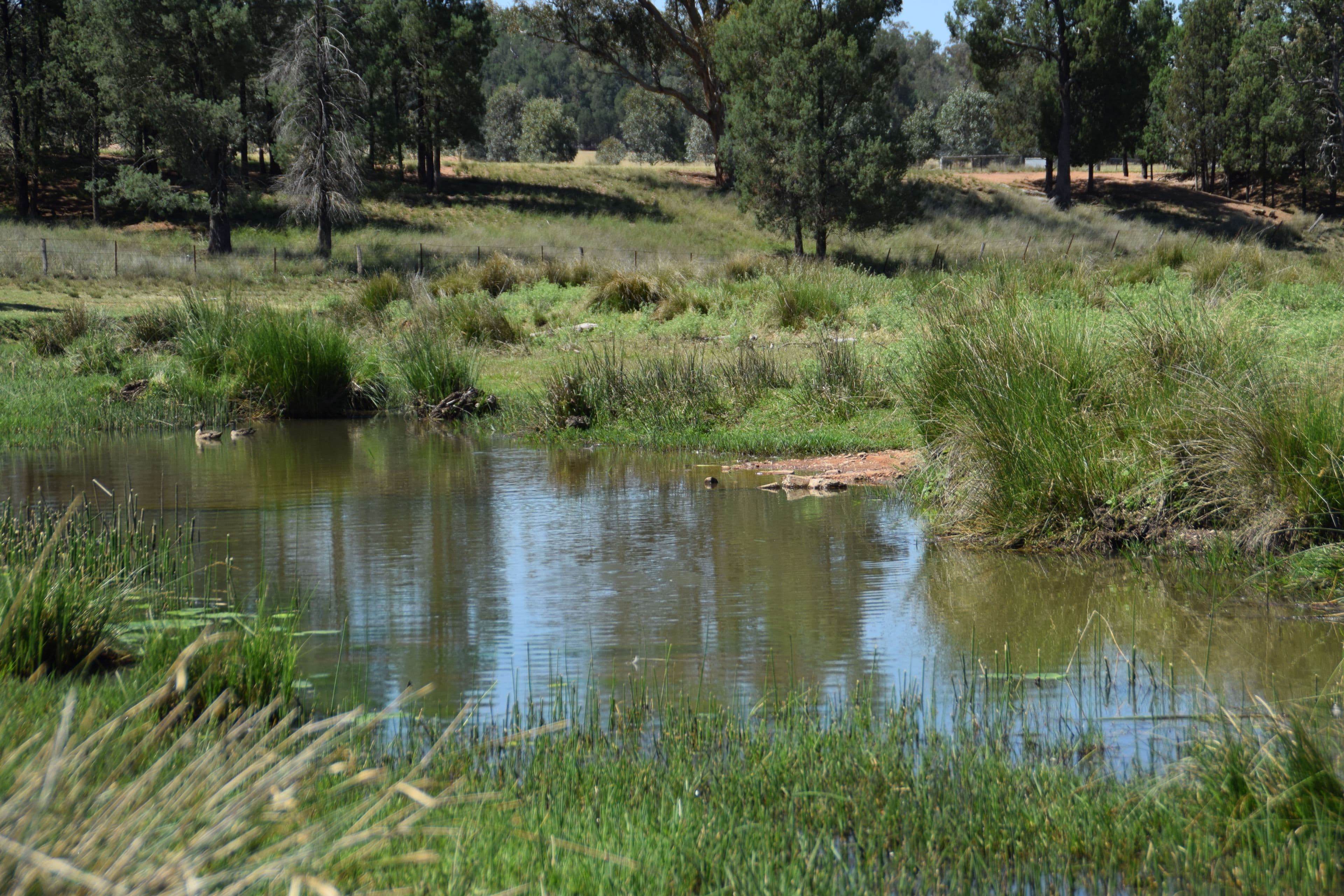'Borambil' 912 Tooraweenah Road, MENDOORAN NSW 2842, Mendooran - Thumbnail 4