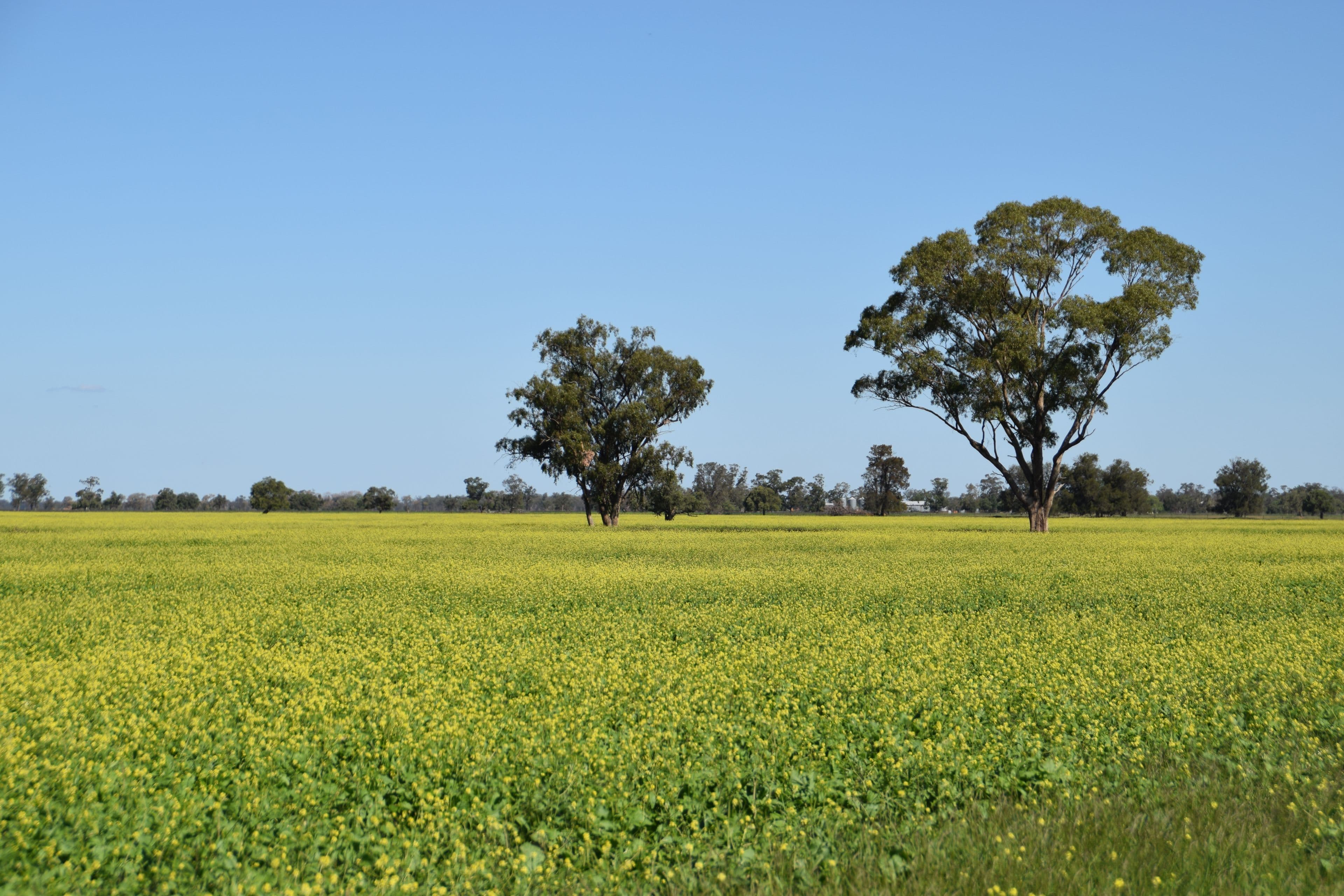 'Fairview' 339 Wyuna Road, Curban NSW 2827, Curban - Thumbnail 6