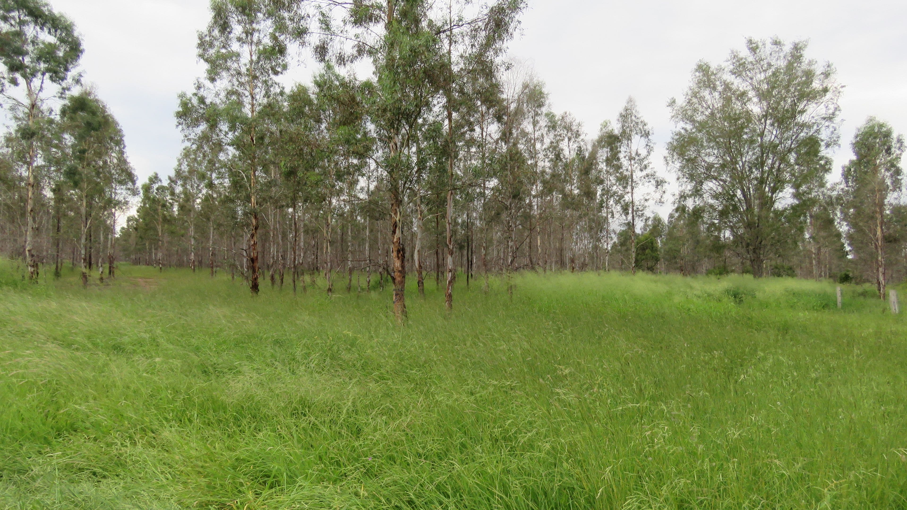 Lot 23 & 24 Proston Boondooma Road, Brigooda, Proston QLD 4613, Proston - Thumbnail 3