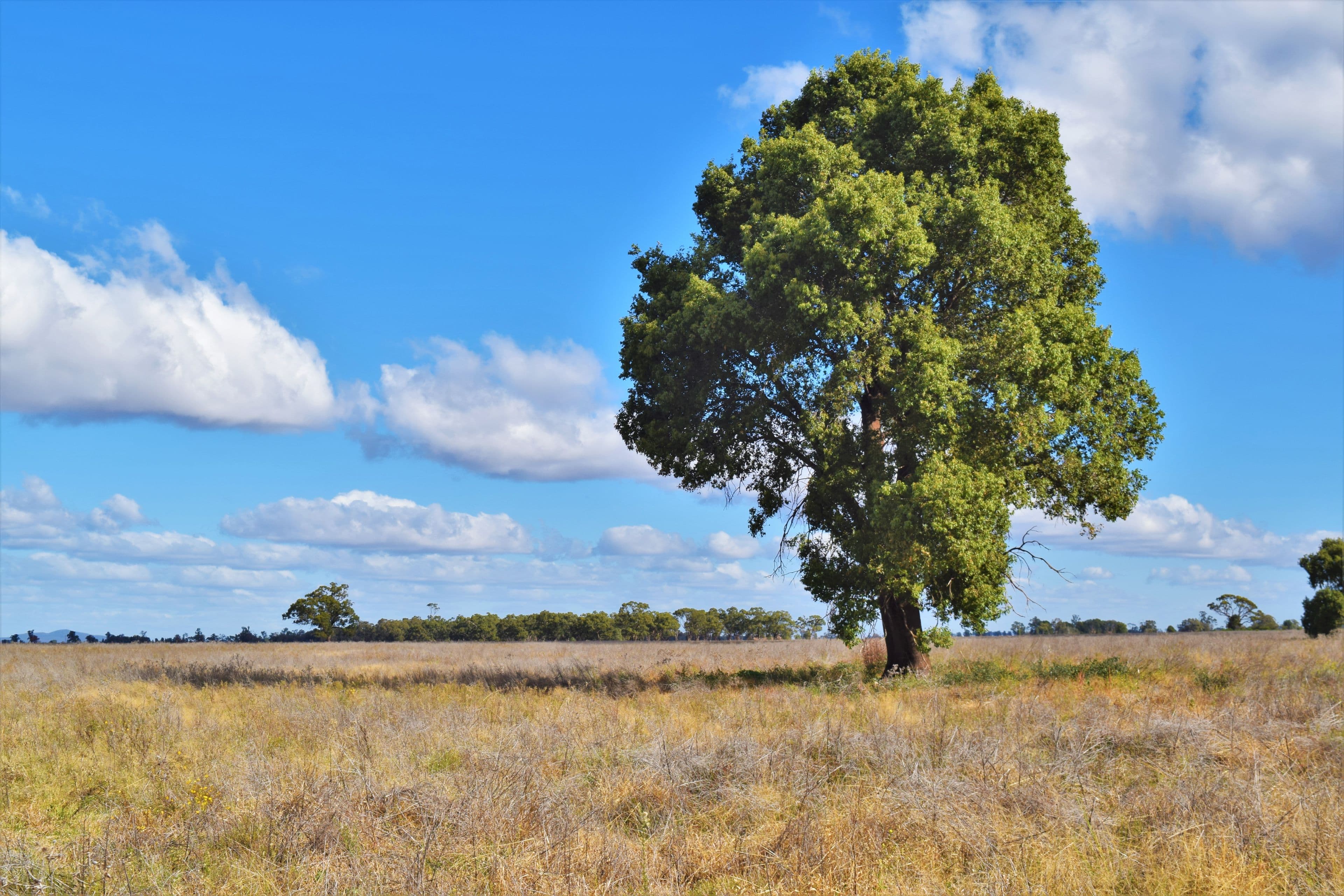 'Raymad' Gillenbine Road, Trundle NSW 2875, Trundle - Image 1