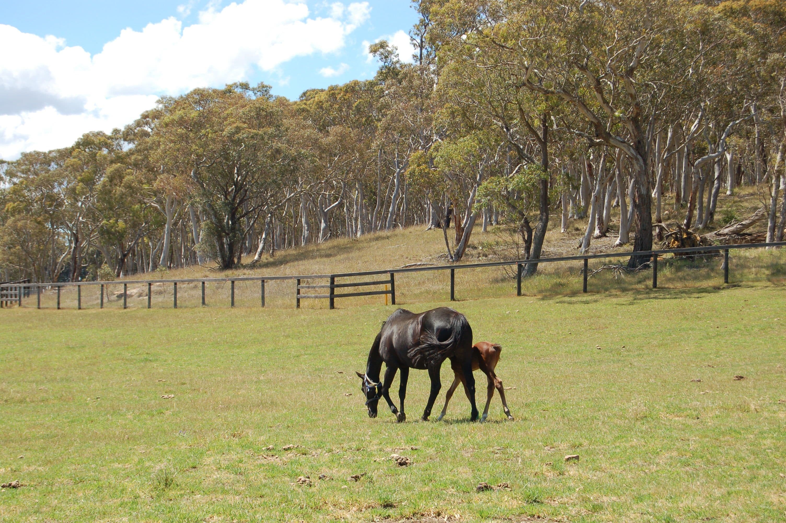 26 Medway Road, Berrima NSW 2577, Berrima - Thumbnail 7