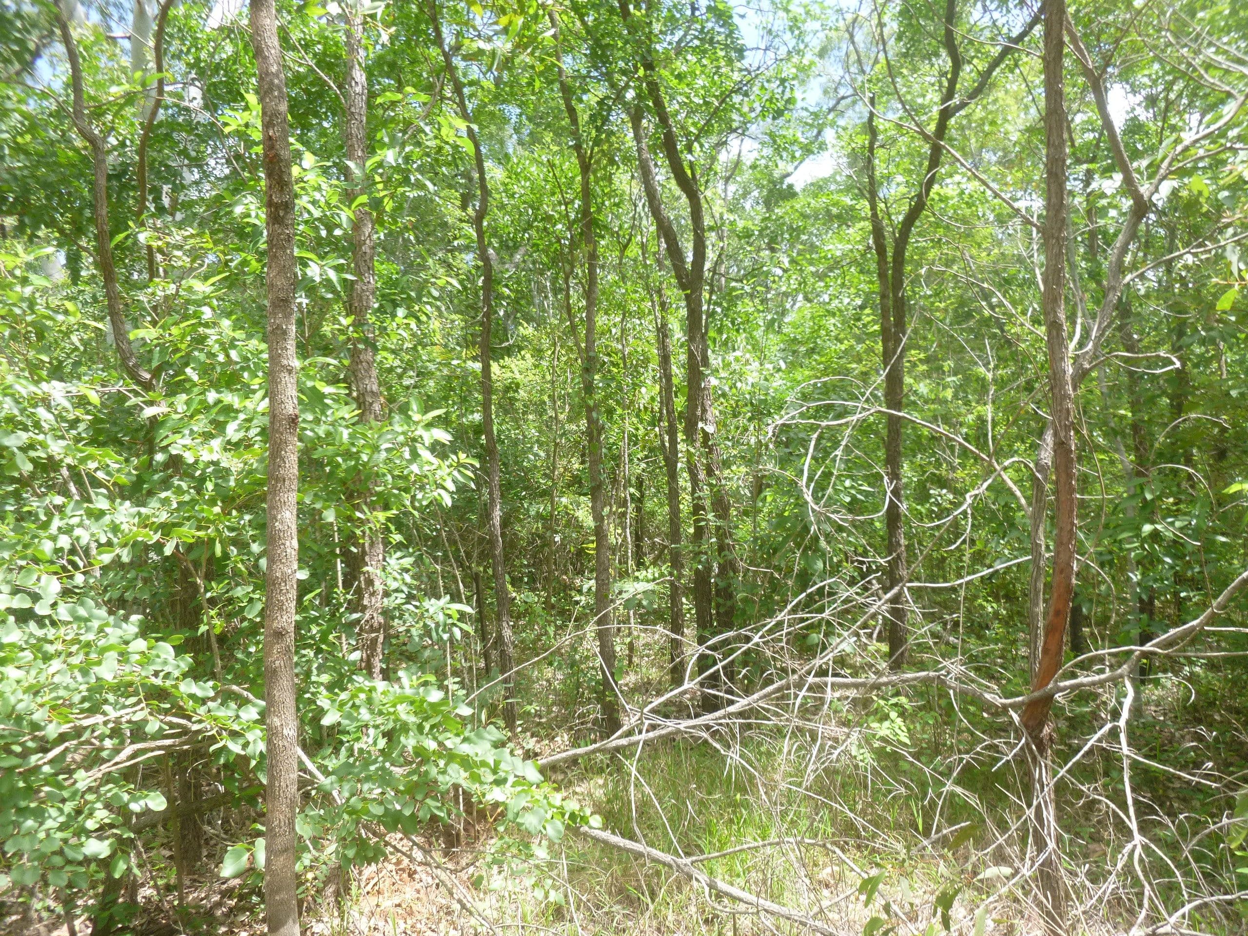 14 Palmer Road, Cooktown QLD 4895, Cooktown - Thumbnail 4