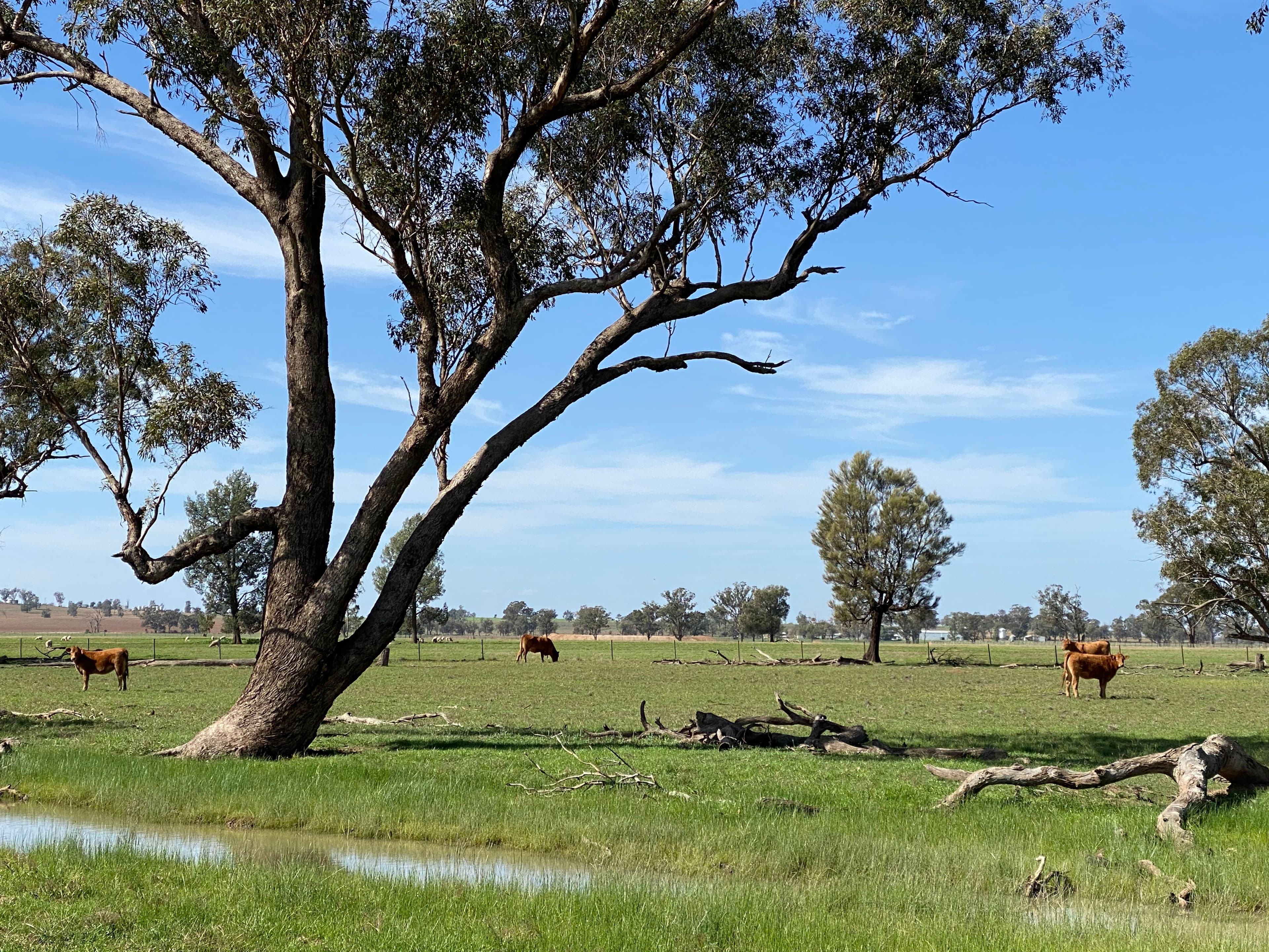 Young NSW 2594, Young - Thumbnail 8