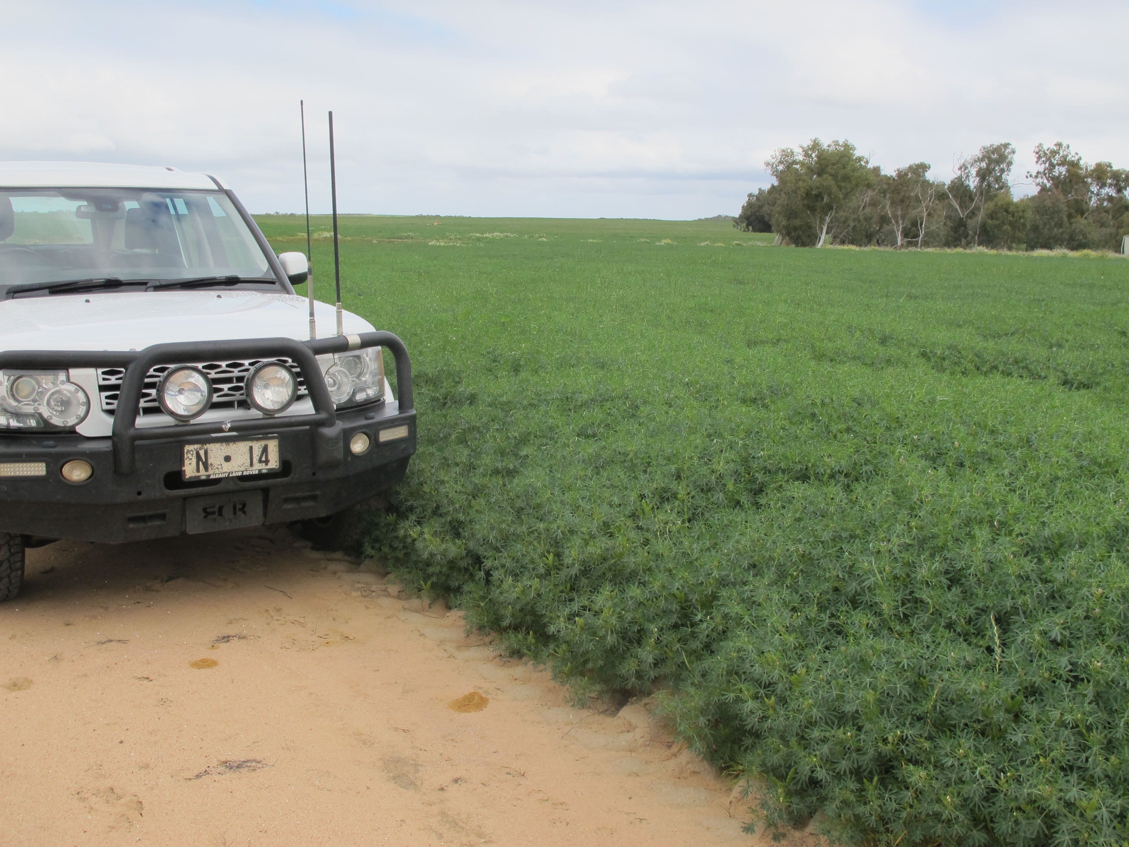 Balannada Farm Marchagee, COOROW WA 6515, Coorow - Thumbnail 5