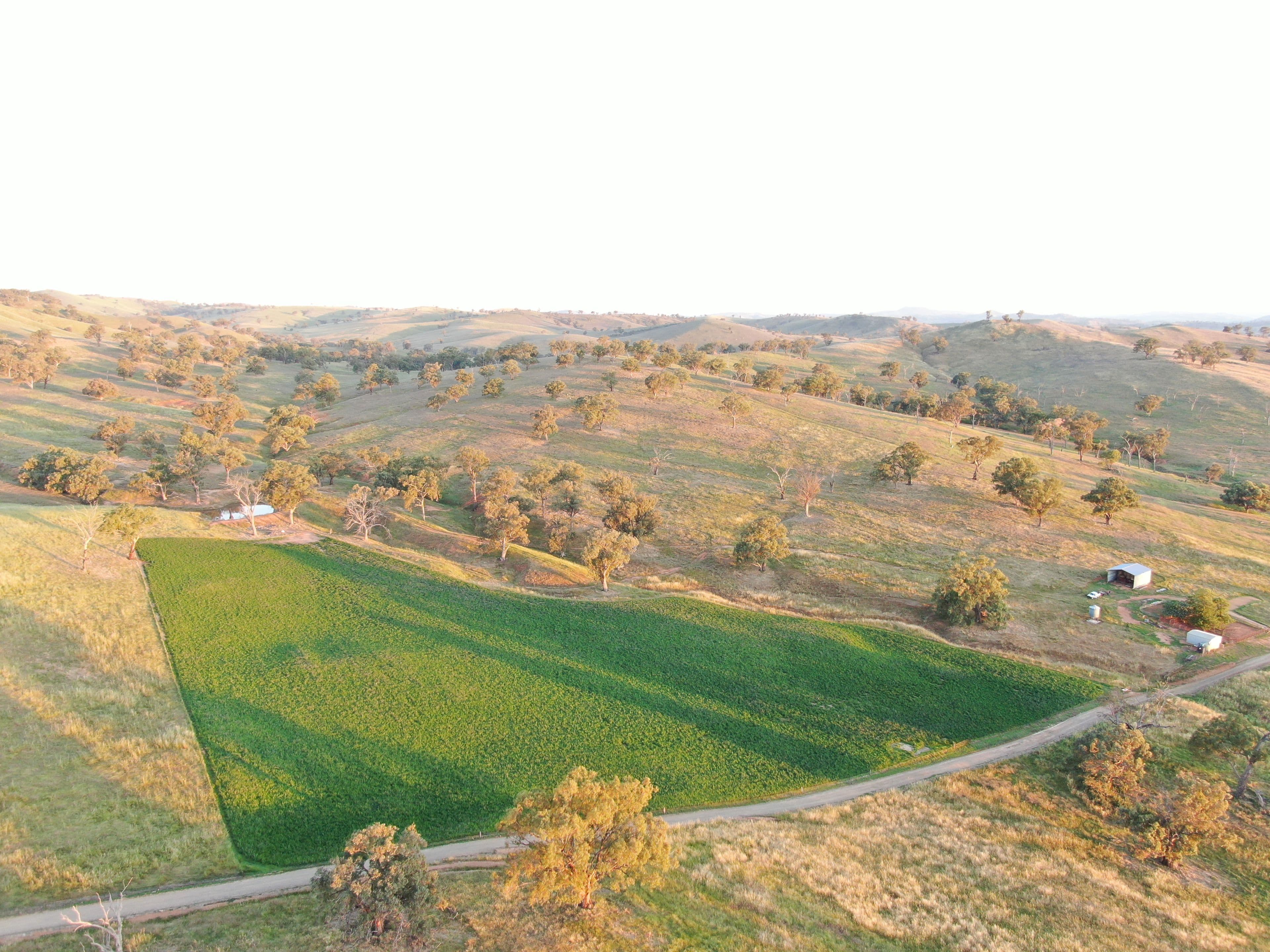 5 Oakhills Road (Nangus), Gundagai NSW 2722, Gundagai - Image 1