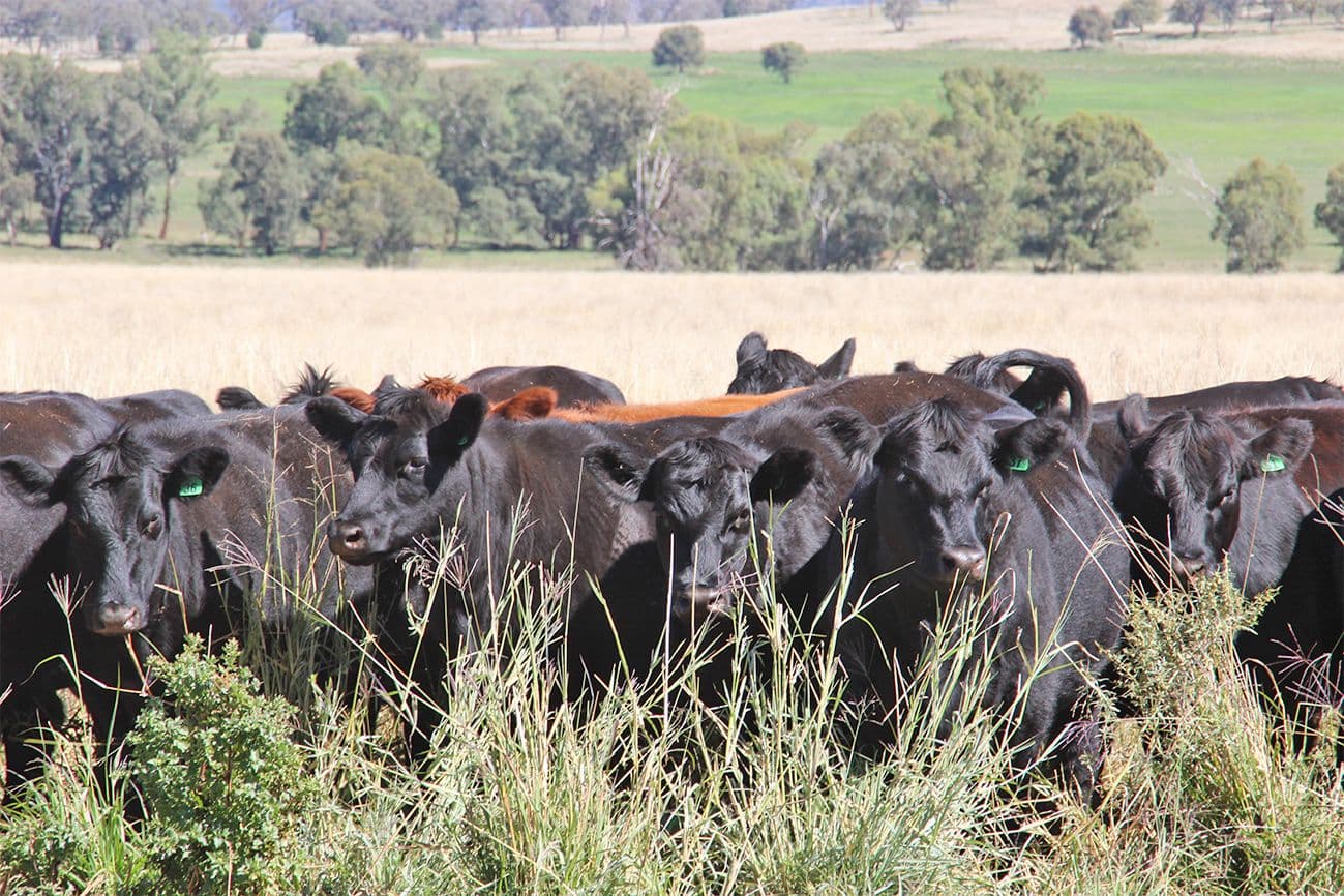 Coonabarabran NSW 2357, Coonabarabran - Image 1