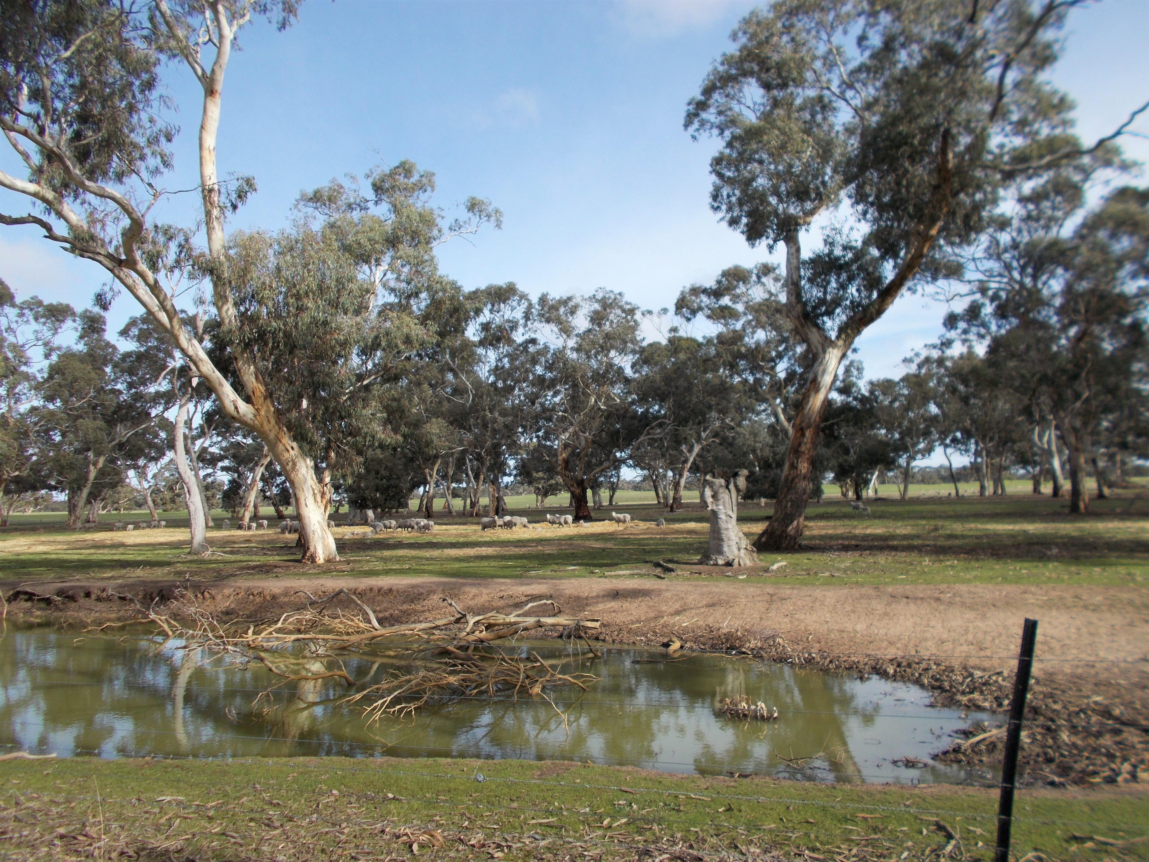 469 Cadell Road, Western Flat SA 5268, Western Flat - Thumbnail 2