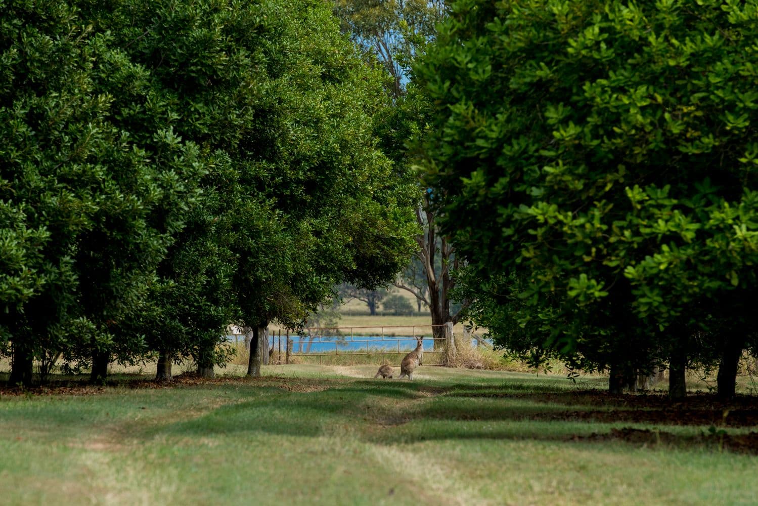 108 Undullah Road, Woodhill QLD 4285, Woodhill - Thumbnail 8