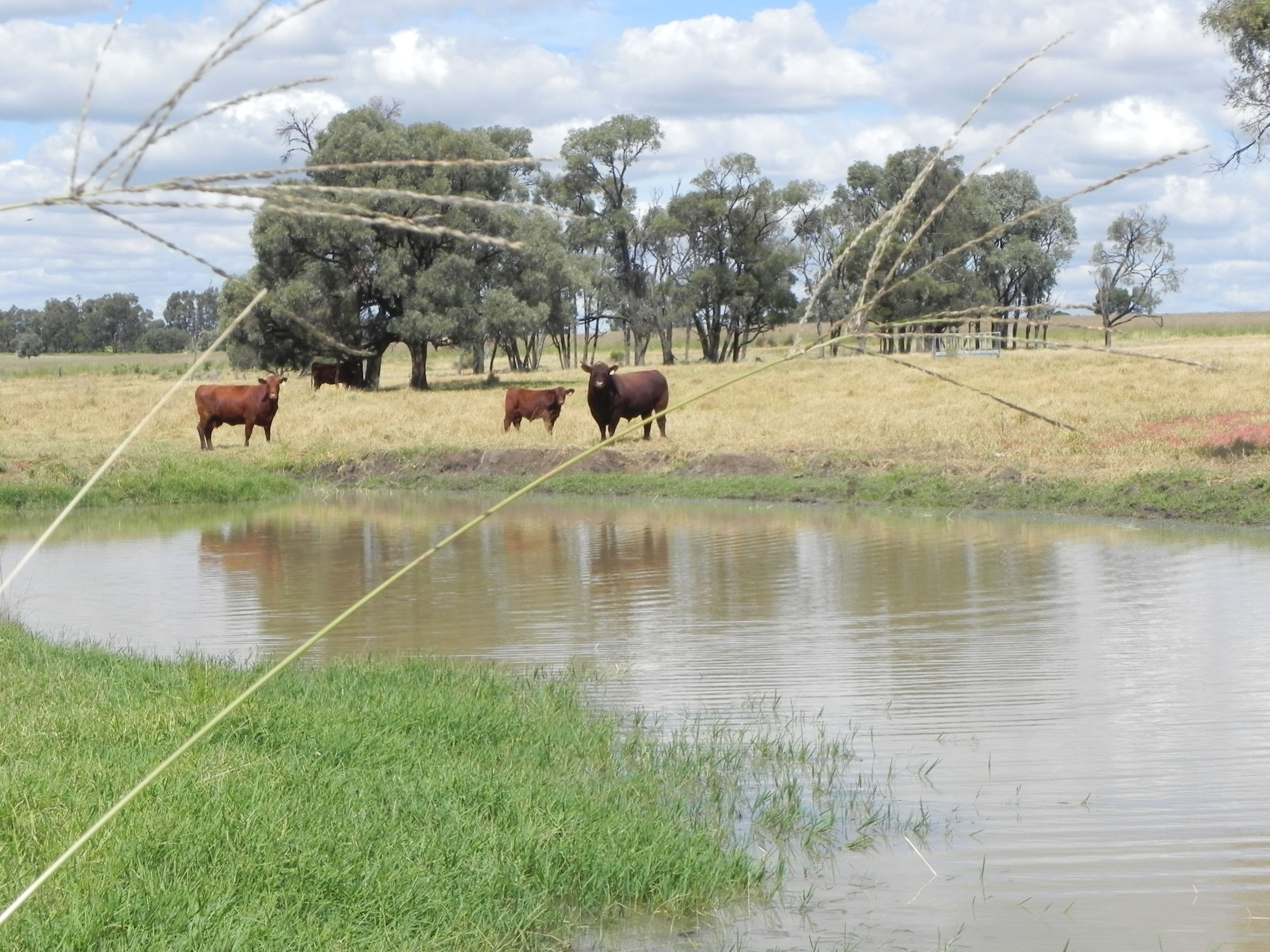 1075 Kooroongarra Road, Lavelle, Millmerran QLD 4357, Millmerran - Thumbnail 2