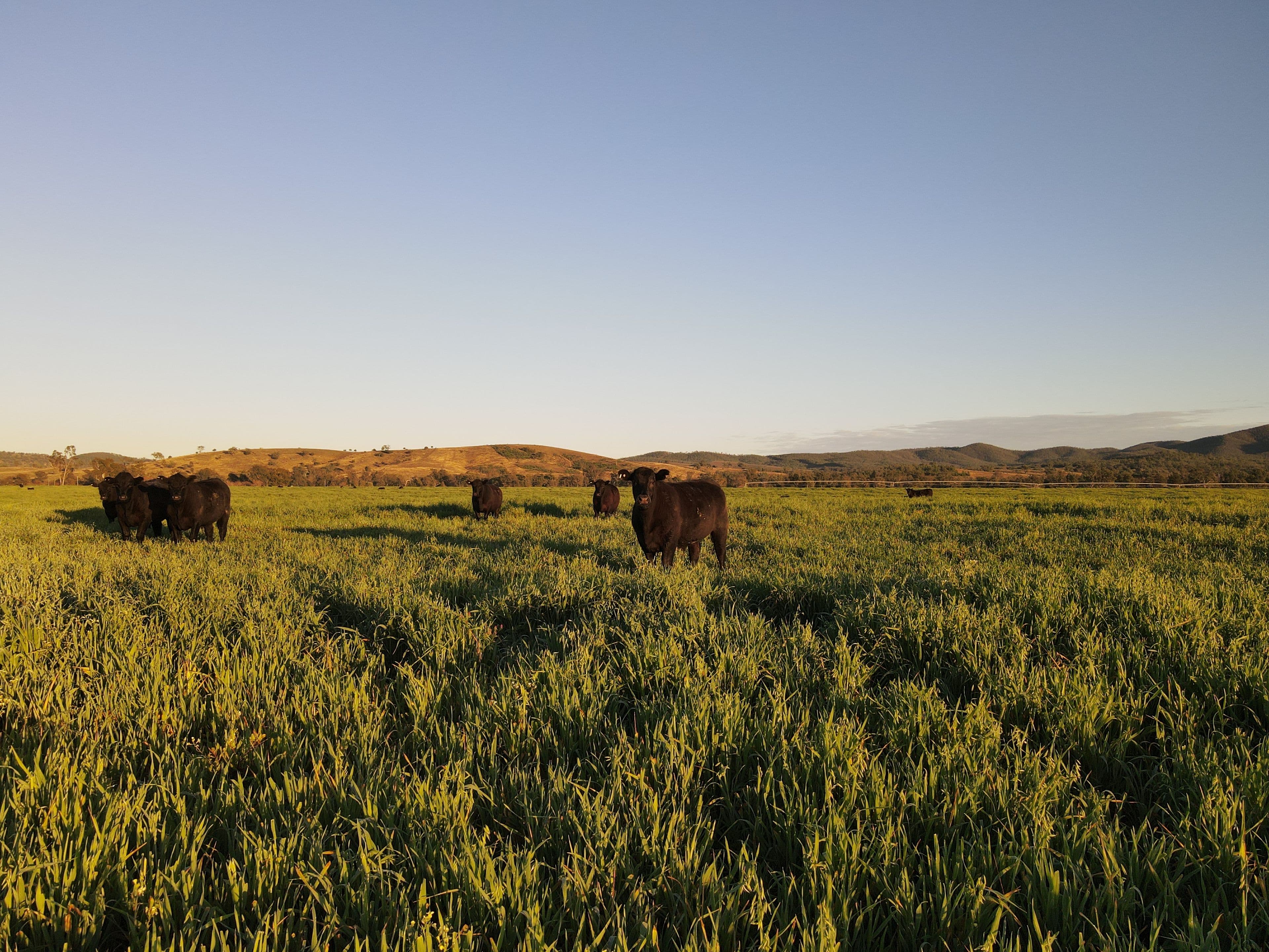 7459 Bruxner Way, Tenterfield NSW 2372, Tenterfield - Thumbnail 8