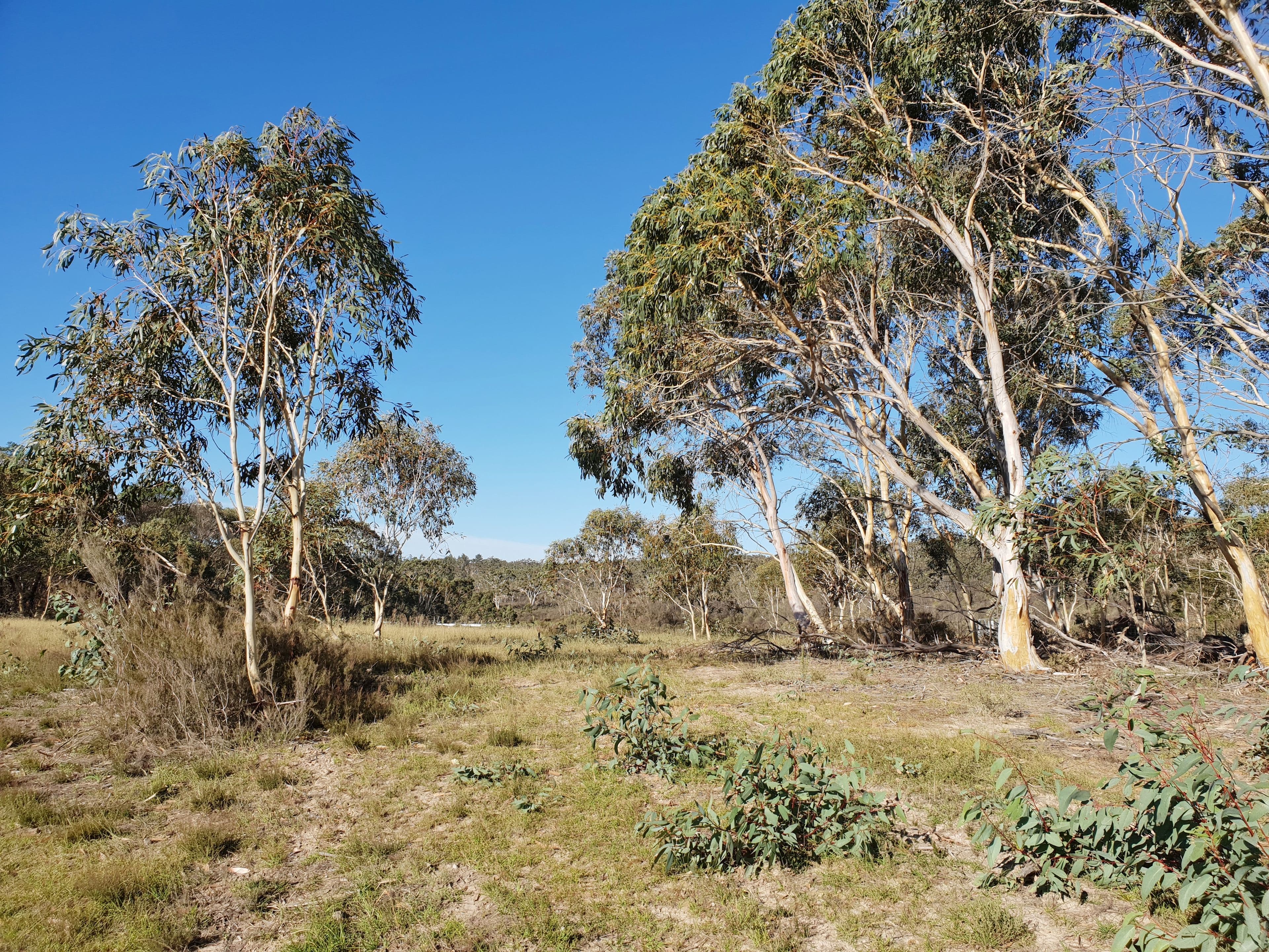 Lot 18 Nerriga Road, Braidwood NSW 2622, Braidwood - Thumbnail 6