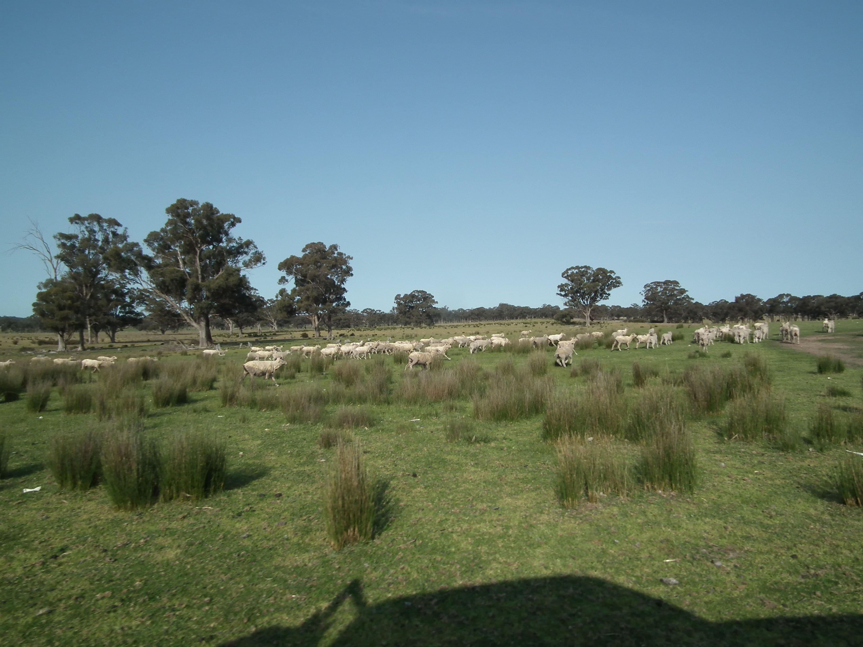 "Dwyers" Snipey Road, KIRWANS BRIDGE VIC 3608, Kirwans Bridge - Thumbnail 2