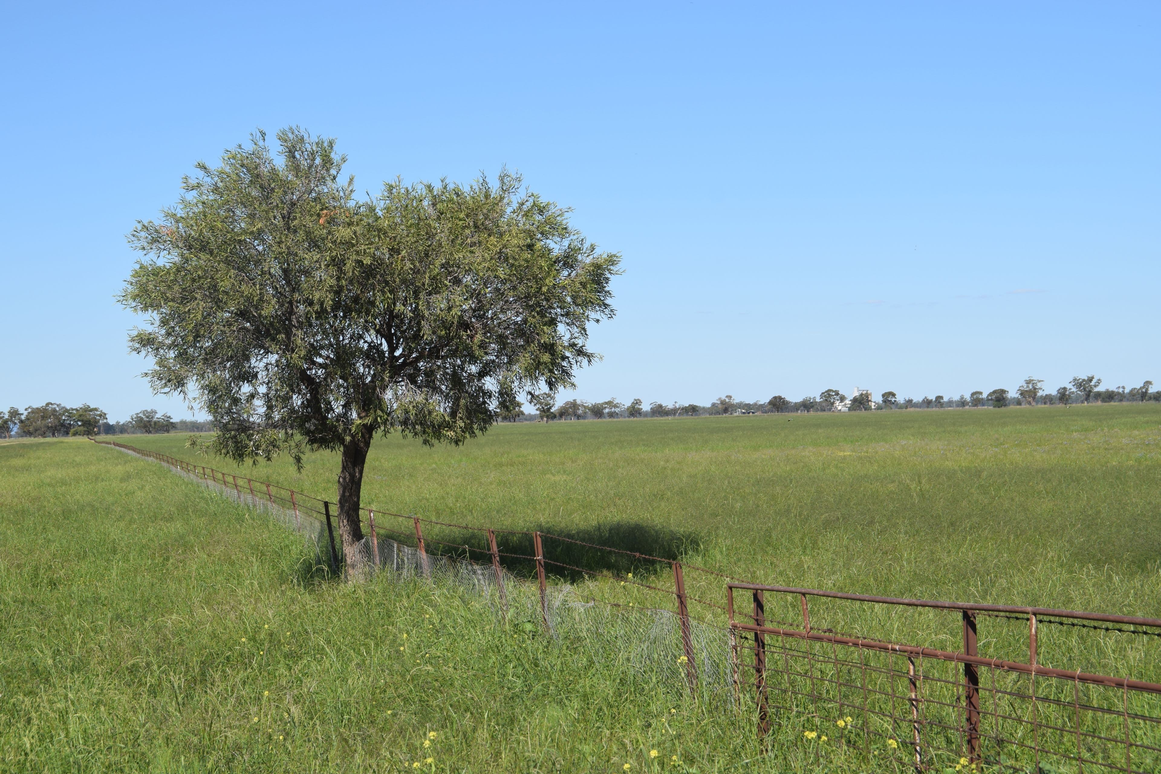 'Fairview' 339 Wyuna Road, Curban NSW 2827, Curban - Thumbnail 7