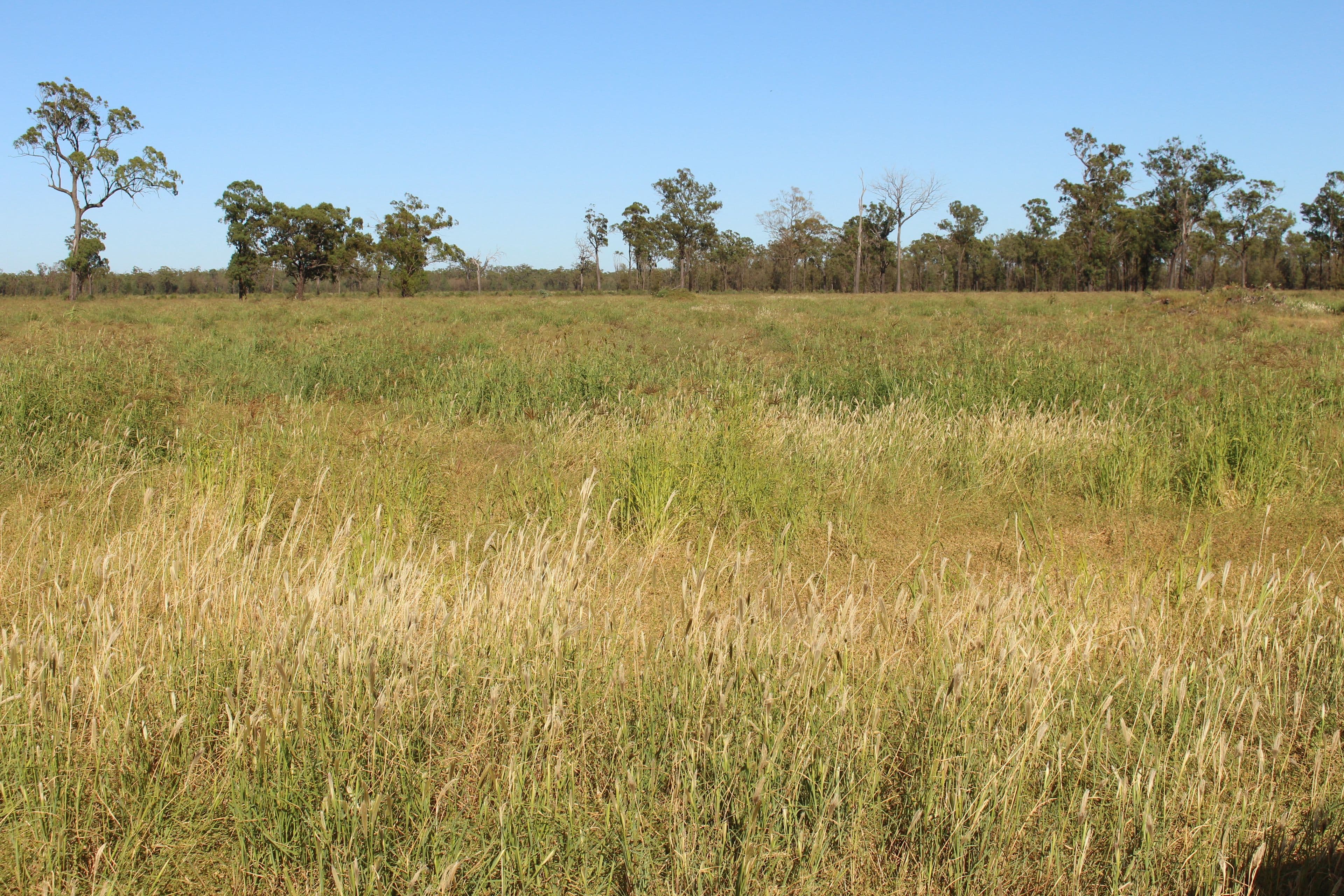 2811 Lockwood Rd, Kurrowah, Millmerran QLD 4357, Millmerran - Thumbnail 5