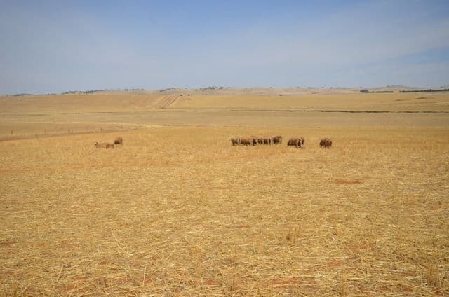 2 Lots RM Williams Highway, Andrews SA 5454, Andrews - Thumbnail 6