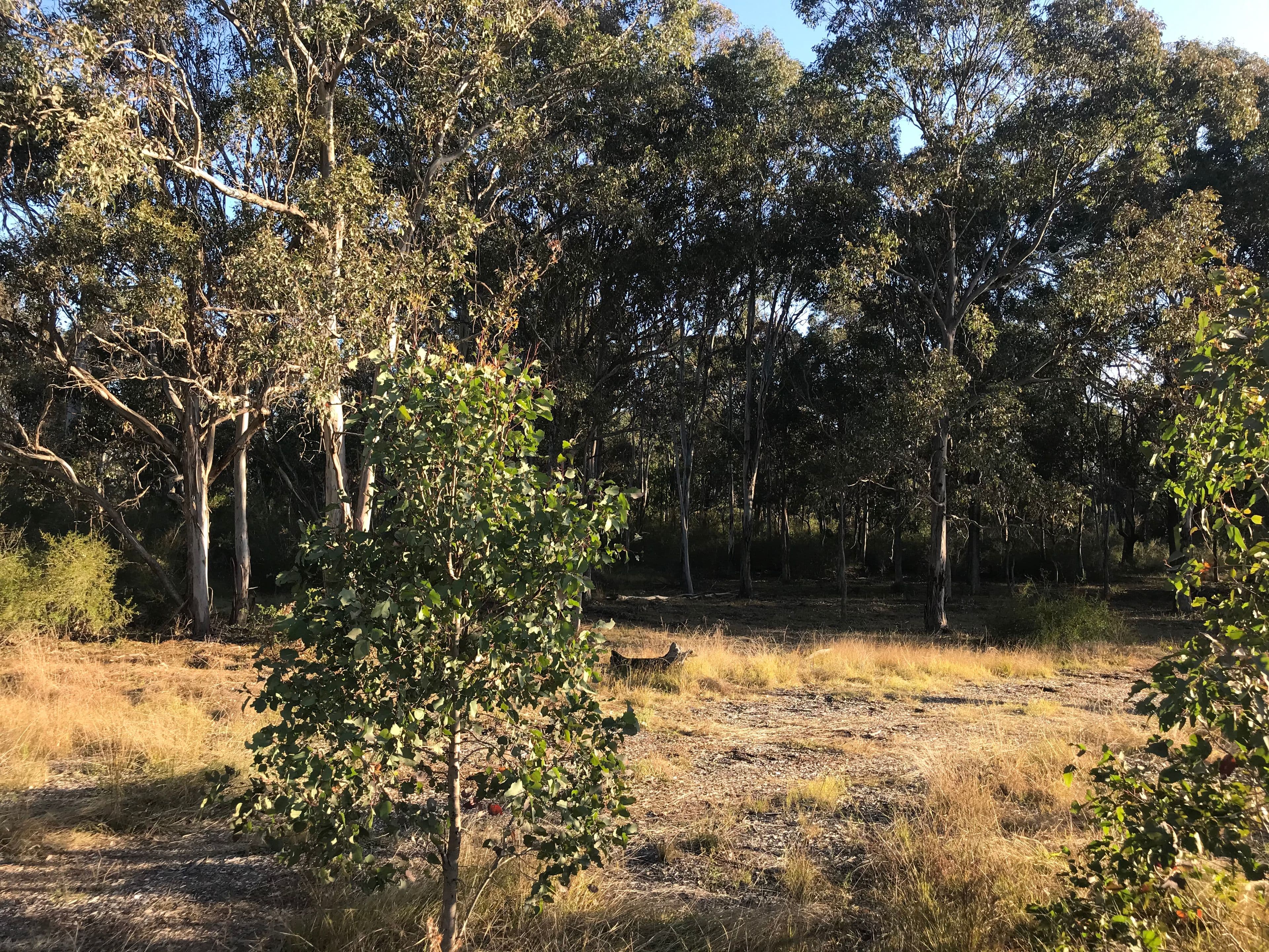 66 Firewheel Circuit, Gregory Hills NSW 2557, Gregory Hills - Thumbnail 3