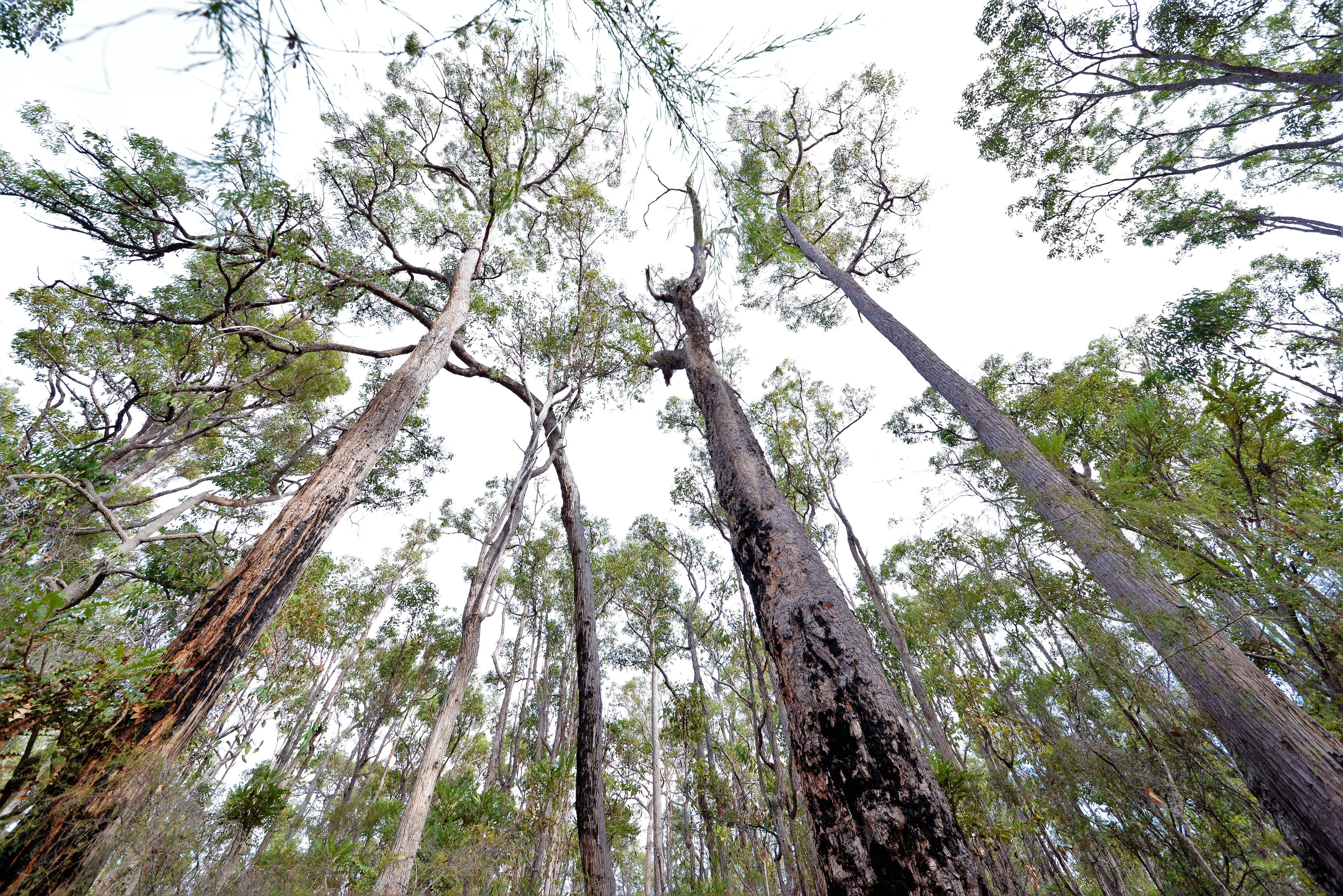 Nannup WA 6275, Nannup - Thumbnail 6