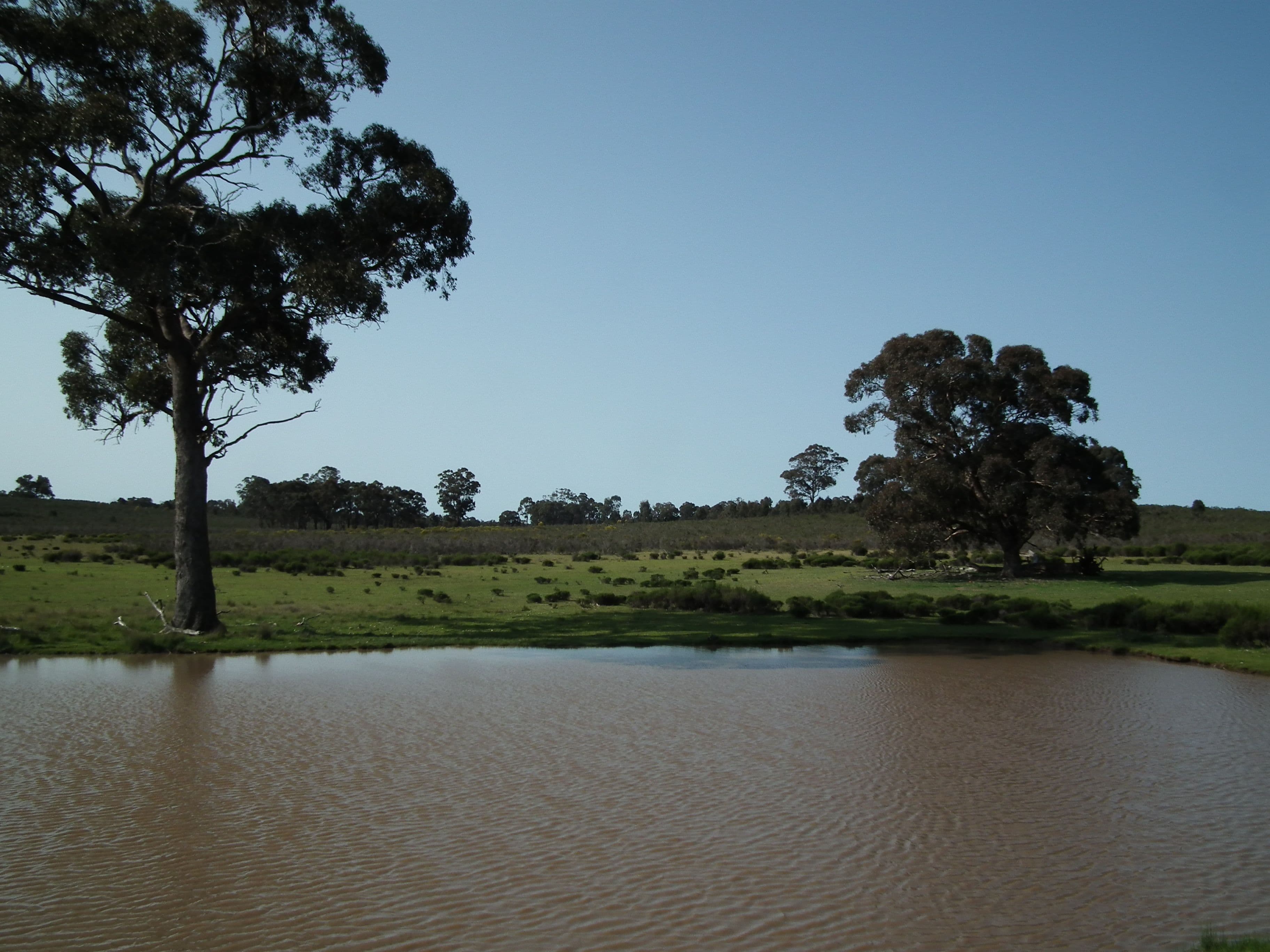 "Buffalo" Buffalo Swamp Road, Kirwans Bridge VIC 3608, Kirwans Bridge - Image 1