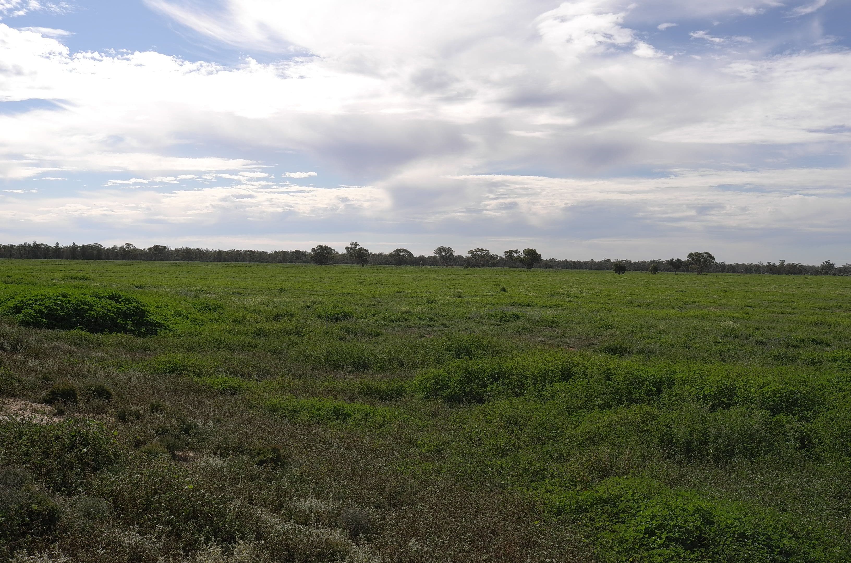 Farm 3953 Gilgai Road, Hermidale NSW 2831, Hermidale - Thumbnail 8