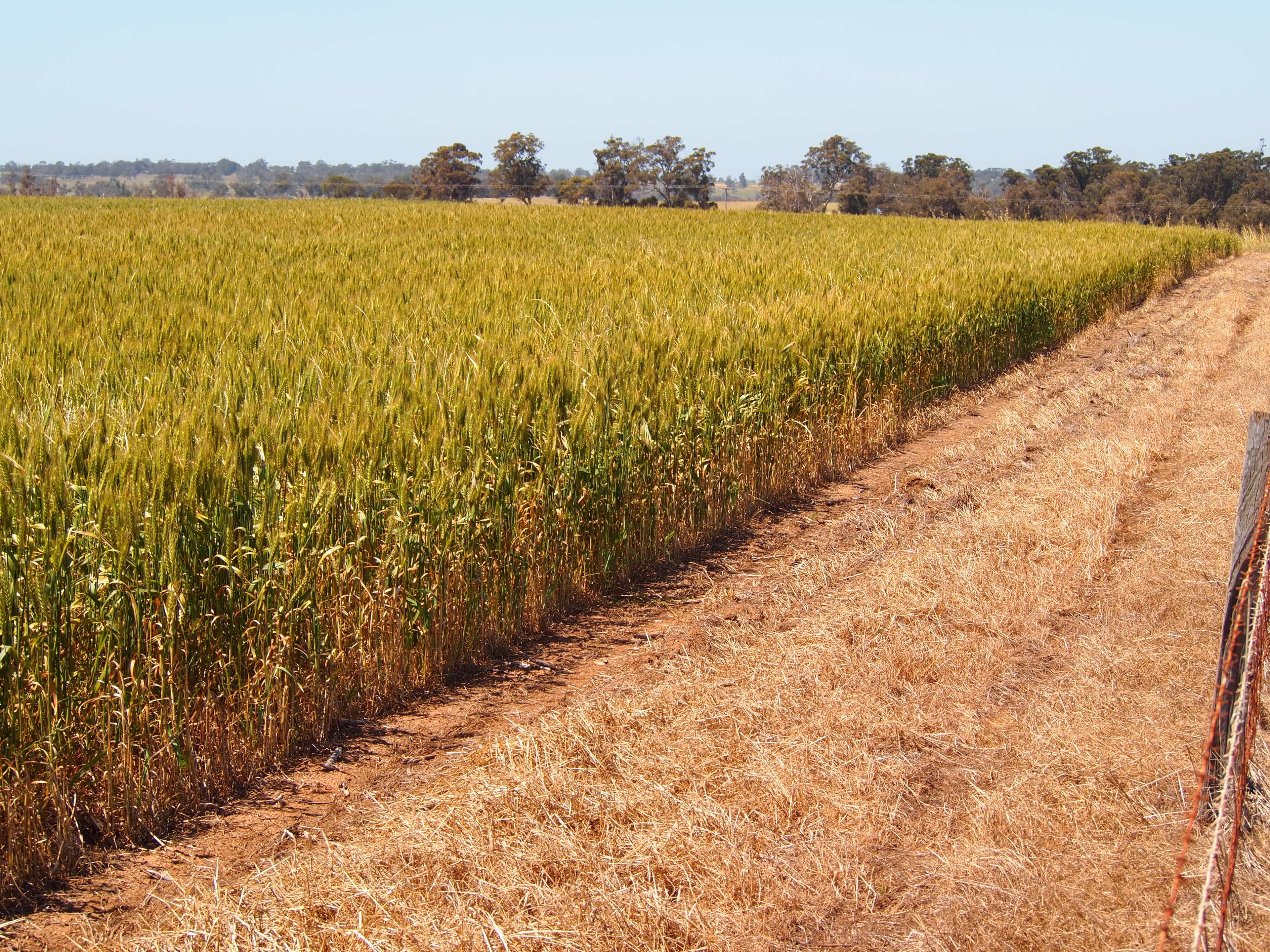 Hyfield, Crossburn, Yaralla, KOJONUP WA 6395, Kojonup - Thumbnail 6