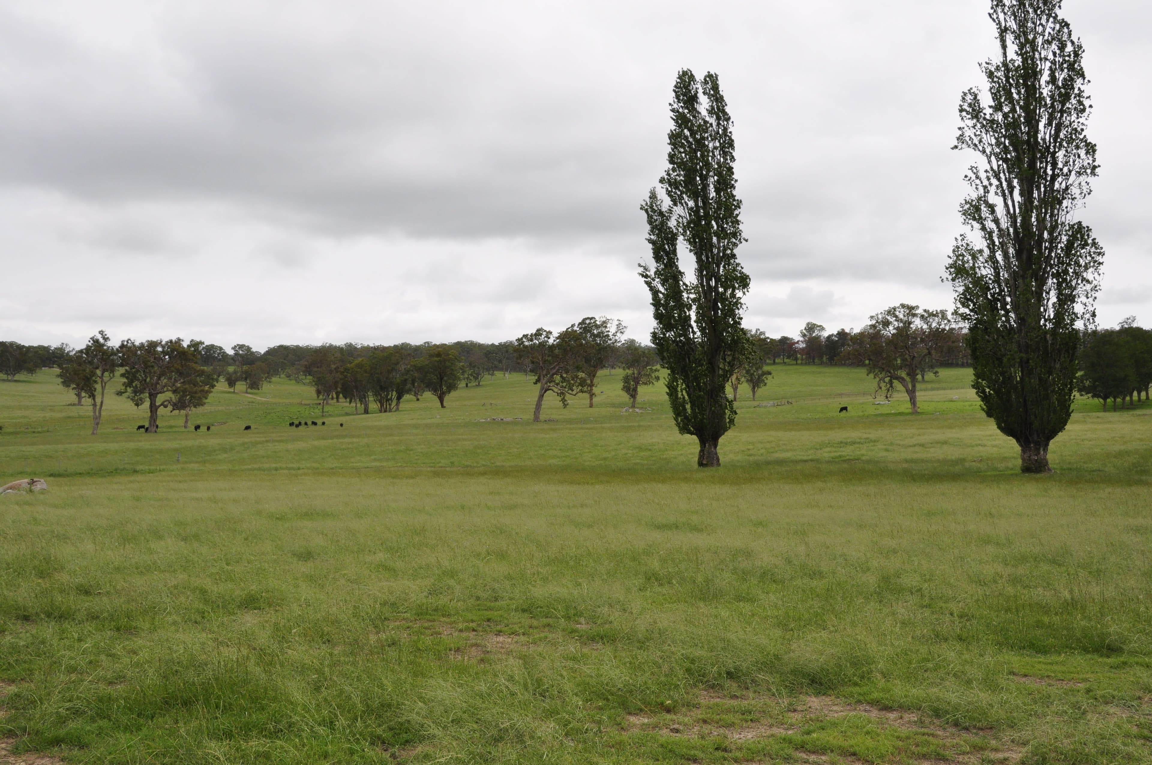 579 Wellington Vale Road, Deepwater NSW 2371, Deepwater - Thumbnail 4
