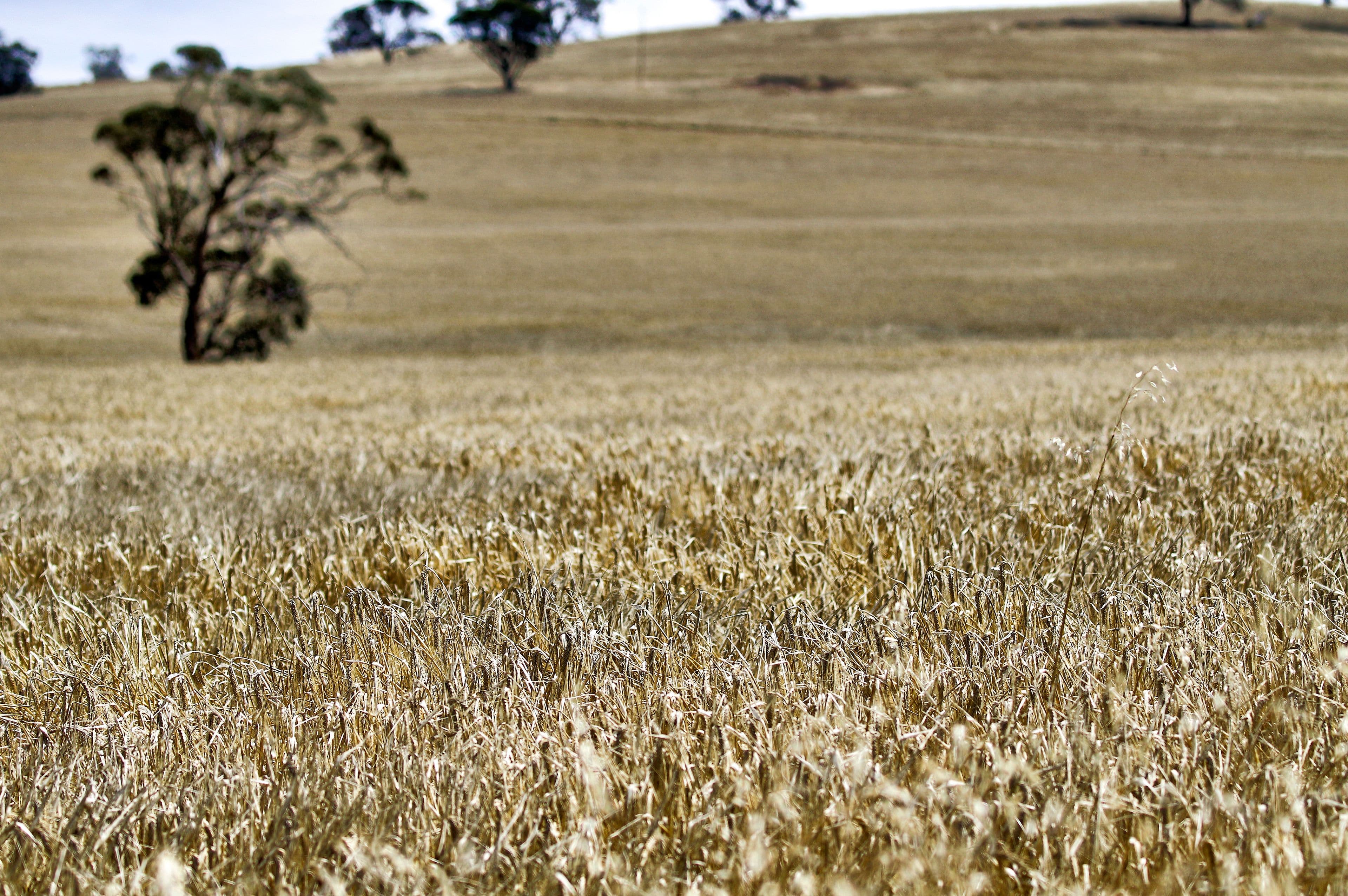 "Cloverhills" Brothers Hill Road, Manoora SA 5414, Manoora - Thumbnail 6