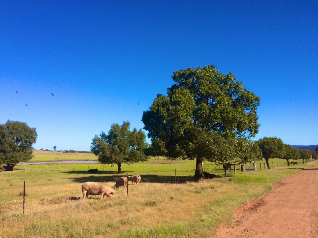 Lot 1 Fragar Road (Part 'Lowanna'), Cowra NSW 2794, Cowra - Thumbnail 3