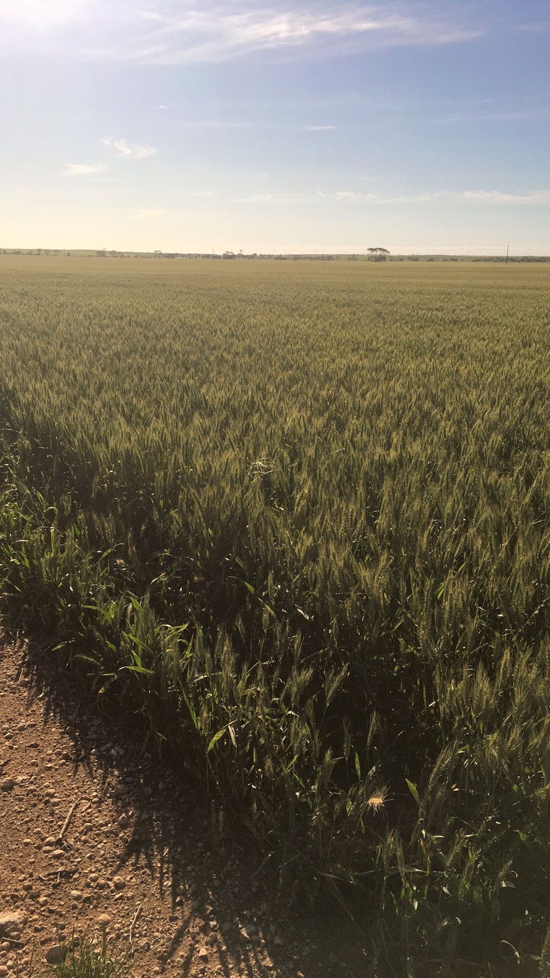 Secs 9 & 40 Kadina - Tickera Road, TICKERA SA 5555, Tickera - Thumbnail 4