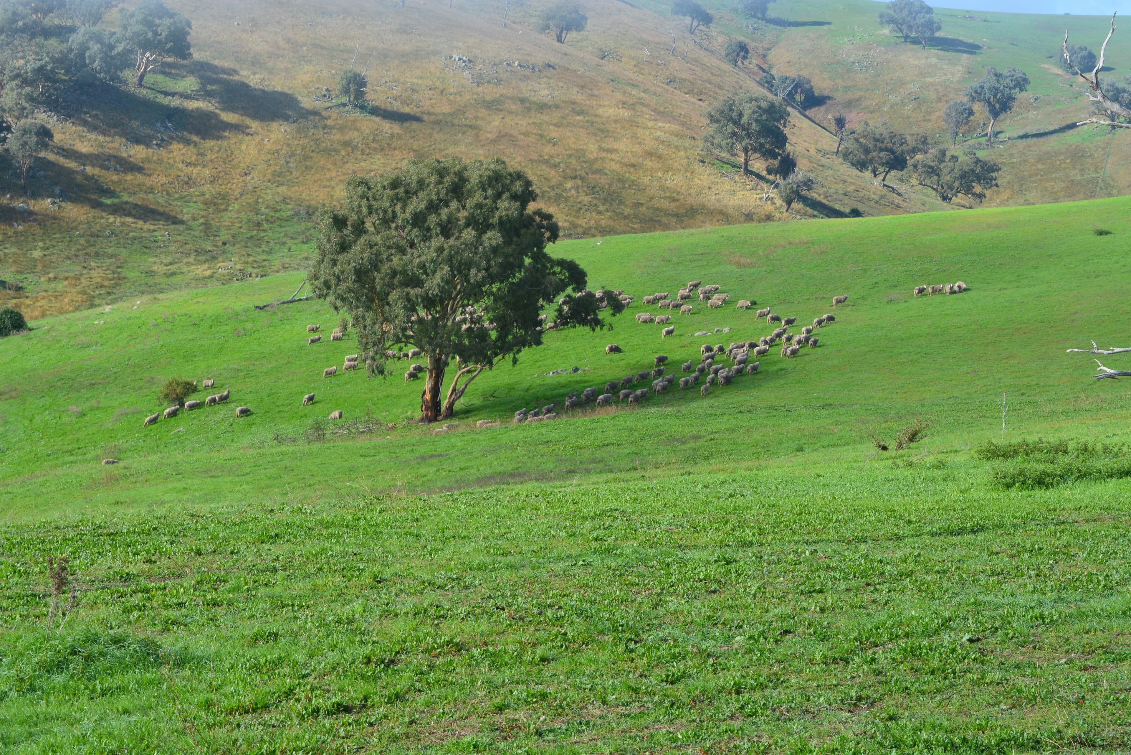 Blackmans Creek Road, Bigga Via Crookwell, Crookwell NSW 2583, Crookwell - Image 1
