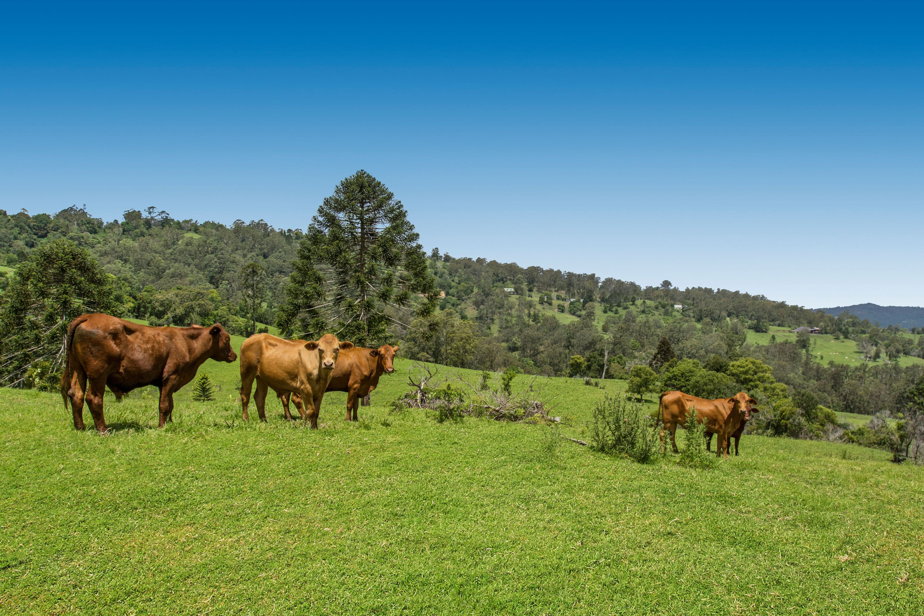 780 Maleny Kenilworth Road, Curramore QLD 4552, Curramore - Image 1