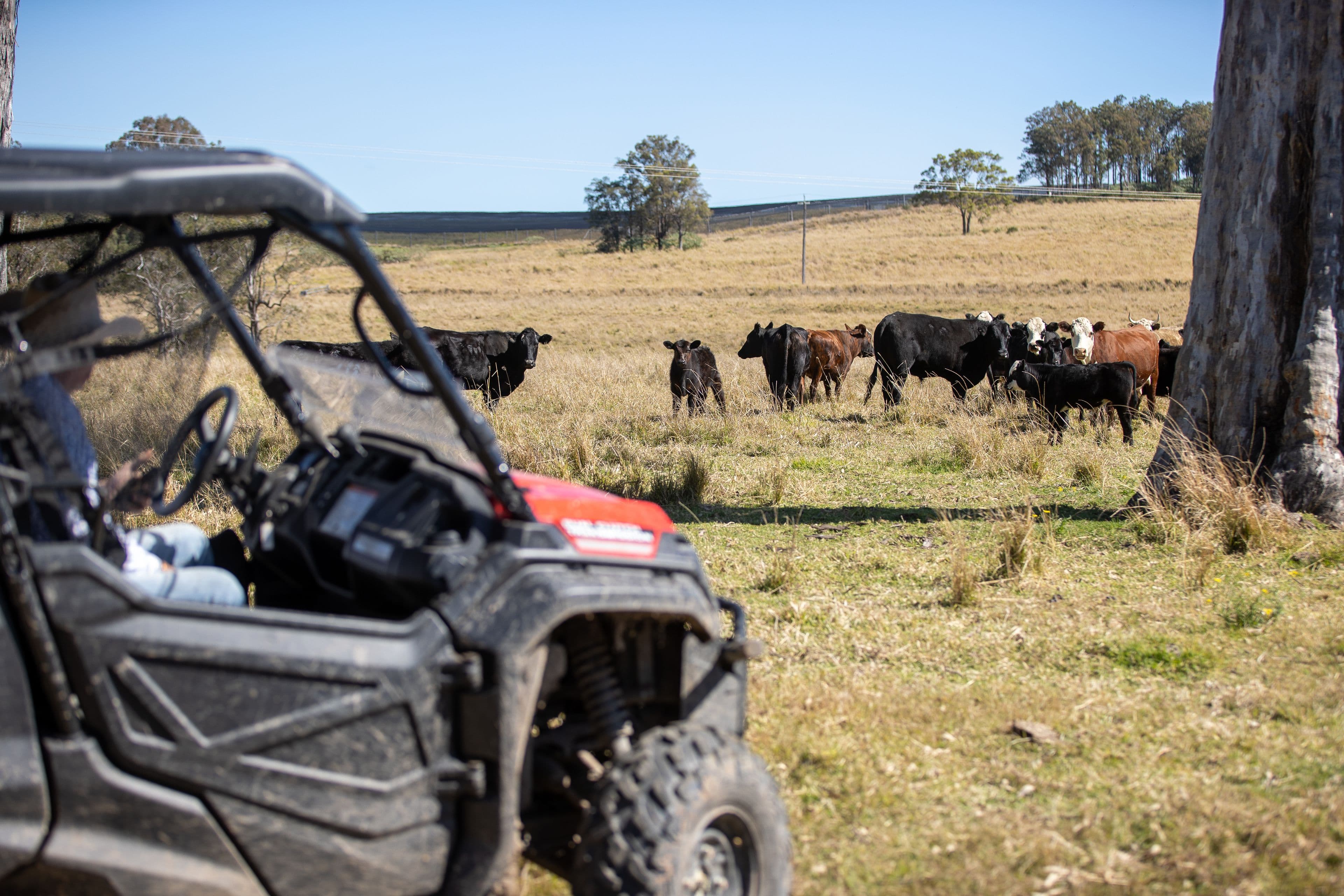 970 Tabulam Road, Tabulam NSW 2469, Tabulam - Thumbnail 5