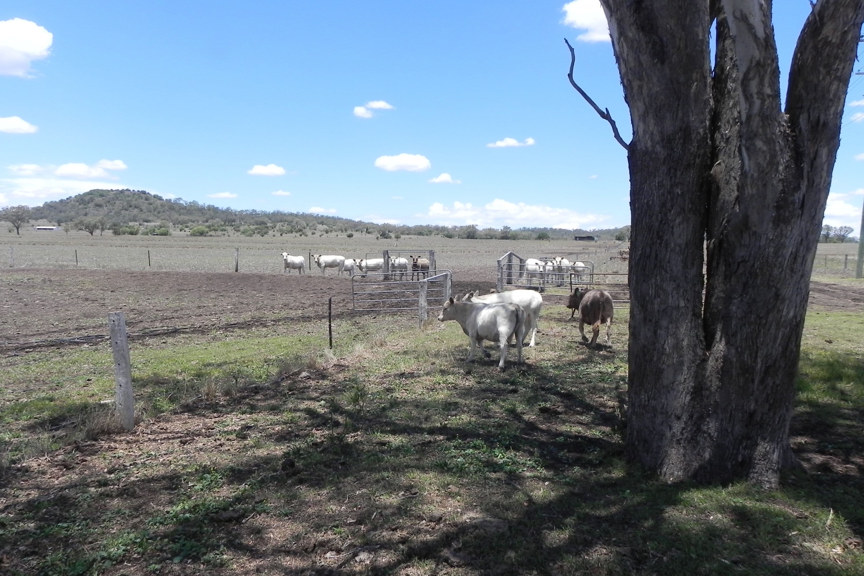 0 Linthorpe Valley Road, Linthorpe QLD 4356, Linthorpe - Thumbnail 8