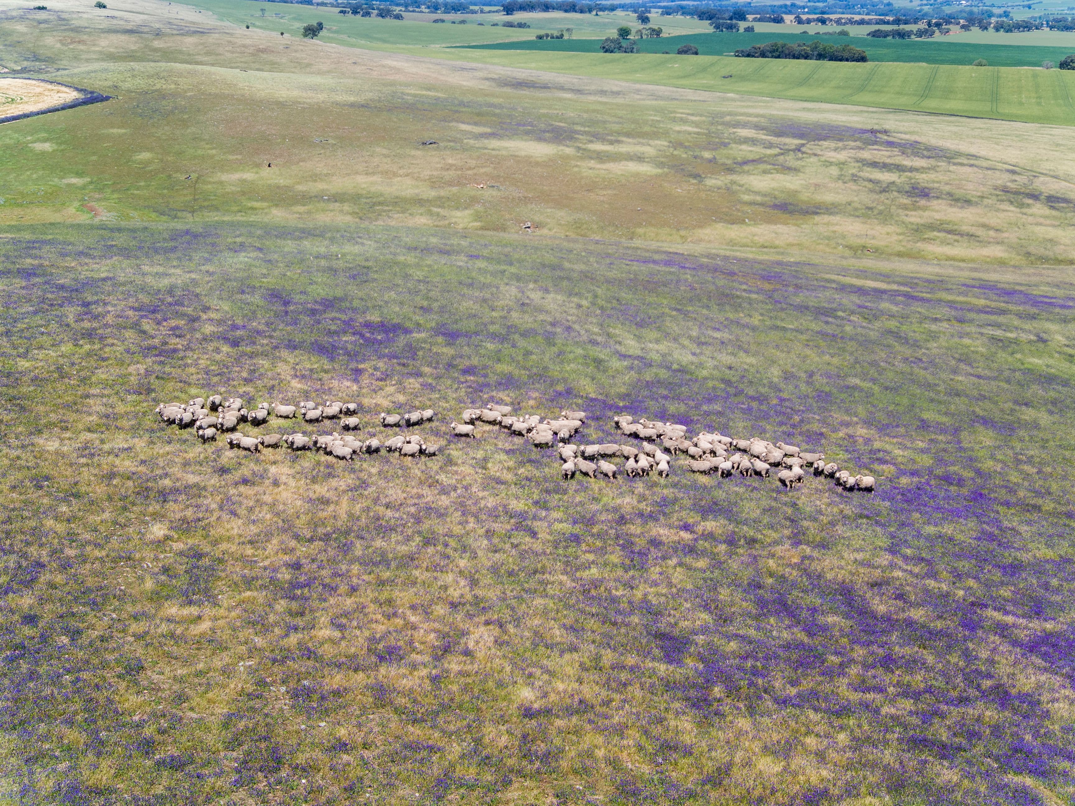 'Horse Paddock', Betterson Road, Hill River SA 5453, Hill River - Thumbnail 2