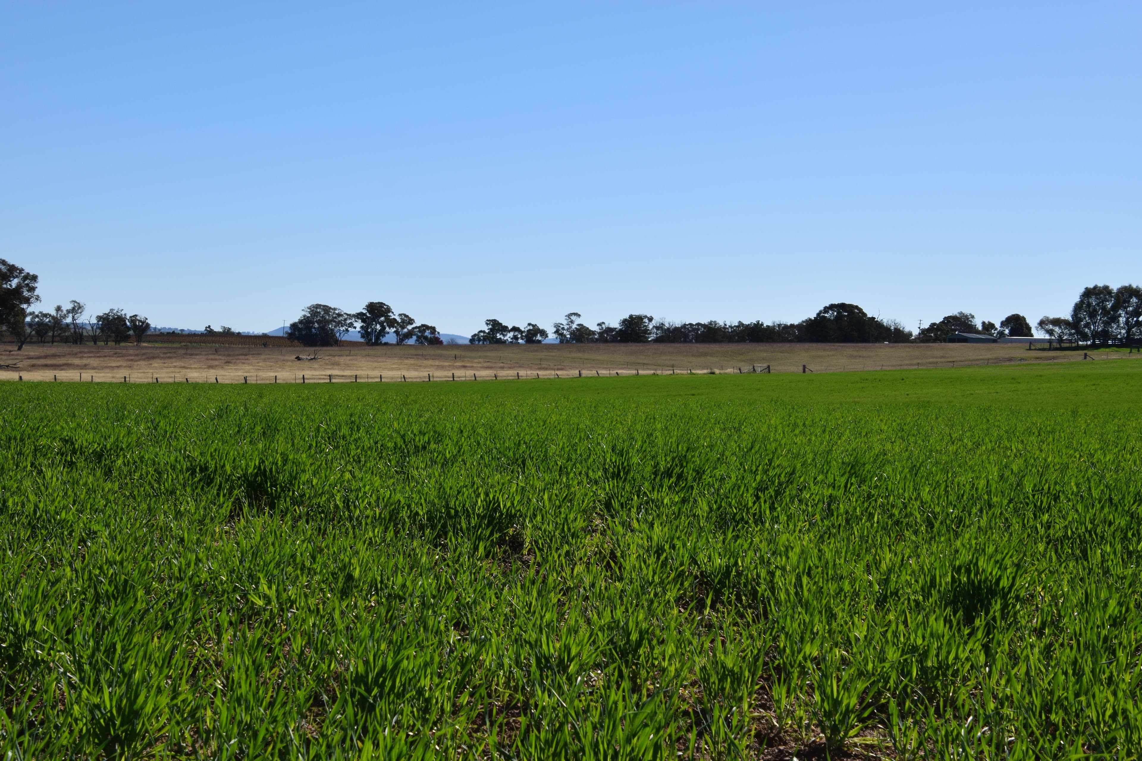 'Old Beri' Euchareena, Molong NSW 2866, Molong - Thumbnail 4