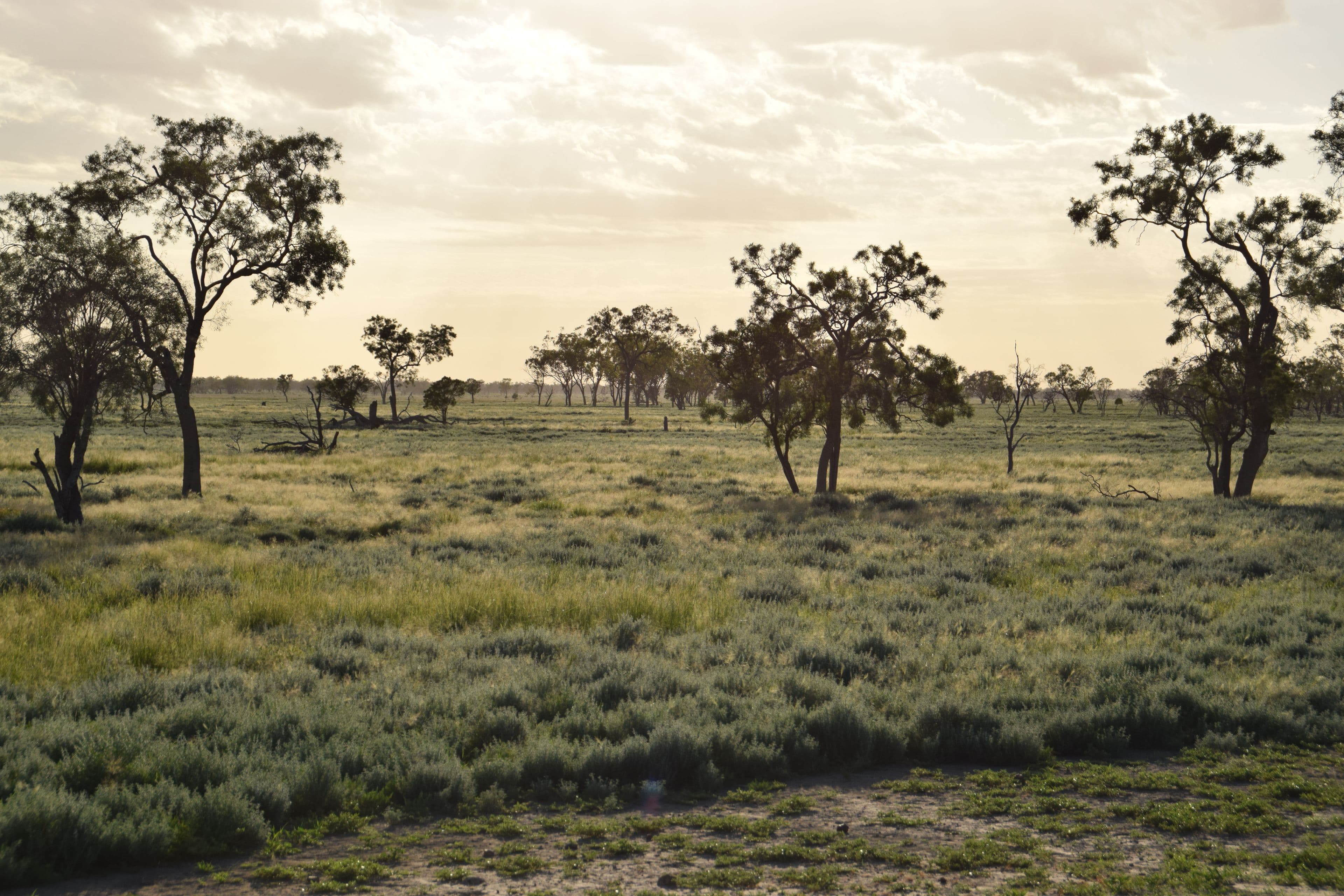 'Malabar' 2012 Wilby Wilby Road, Walgett NSW 2832, Walgett - Thumbnail 3
