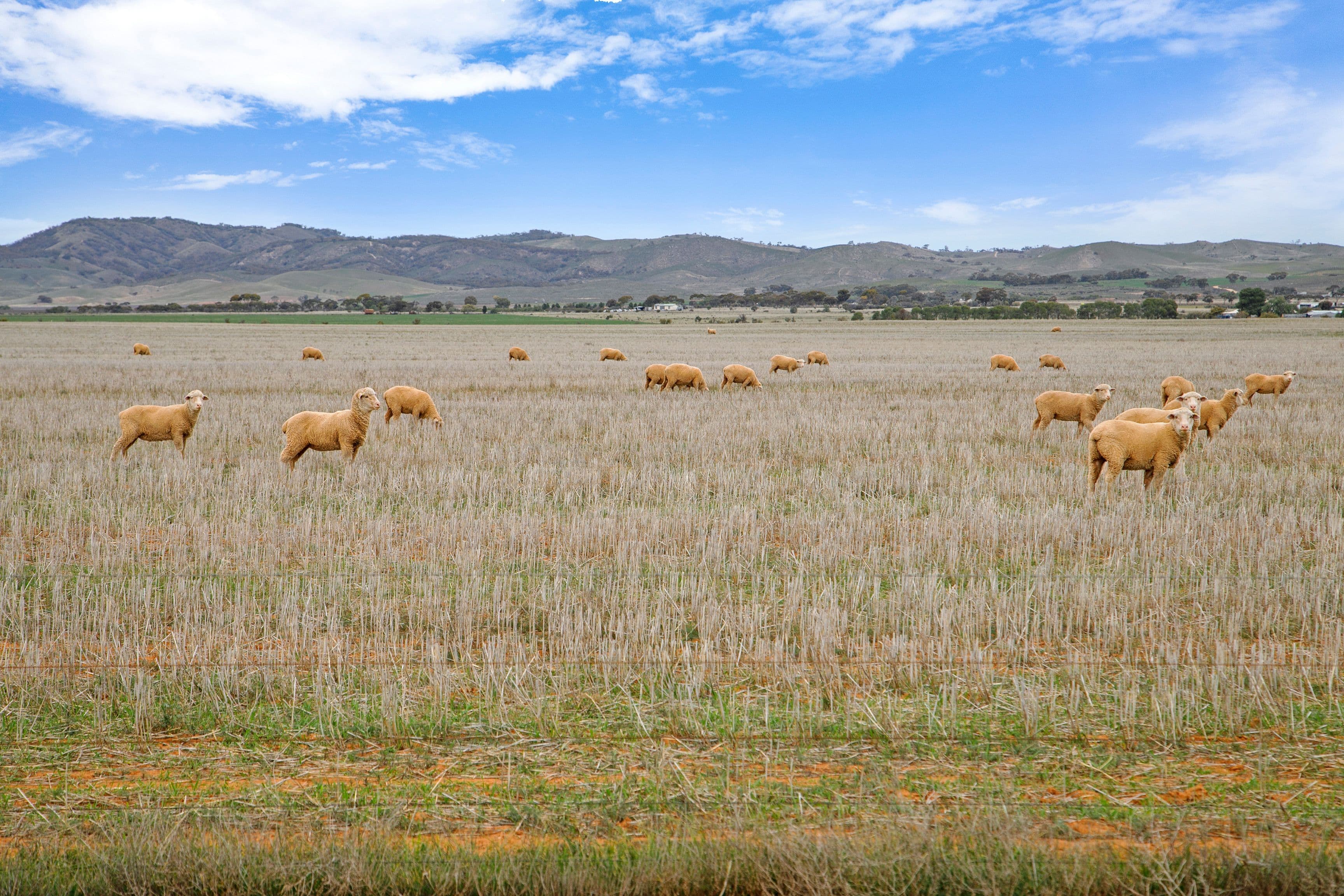 'Nutts' Minburra Road, Orroroo SA 5431, Orroroo - Image 1